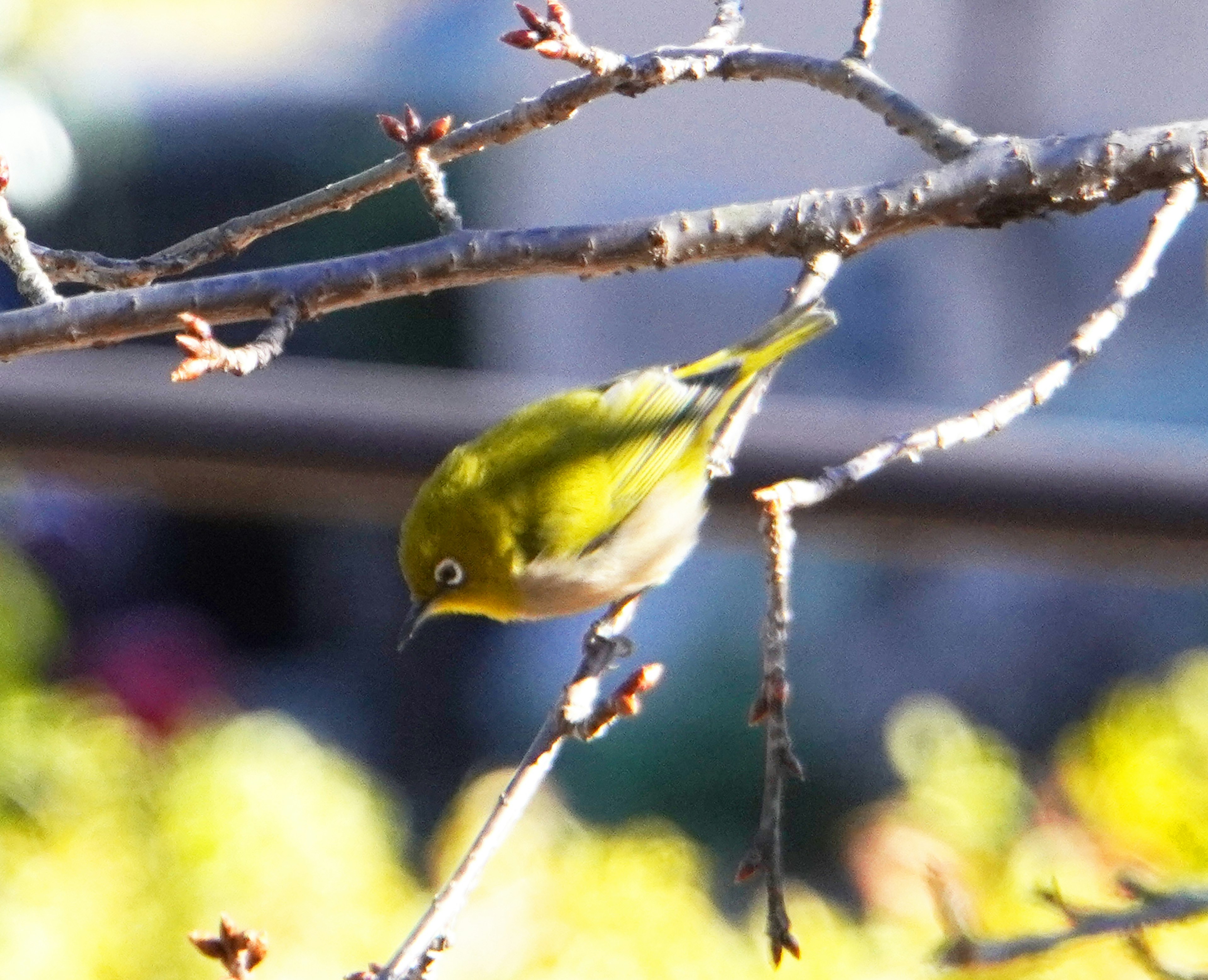 A small green bird perched upside down on a twig