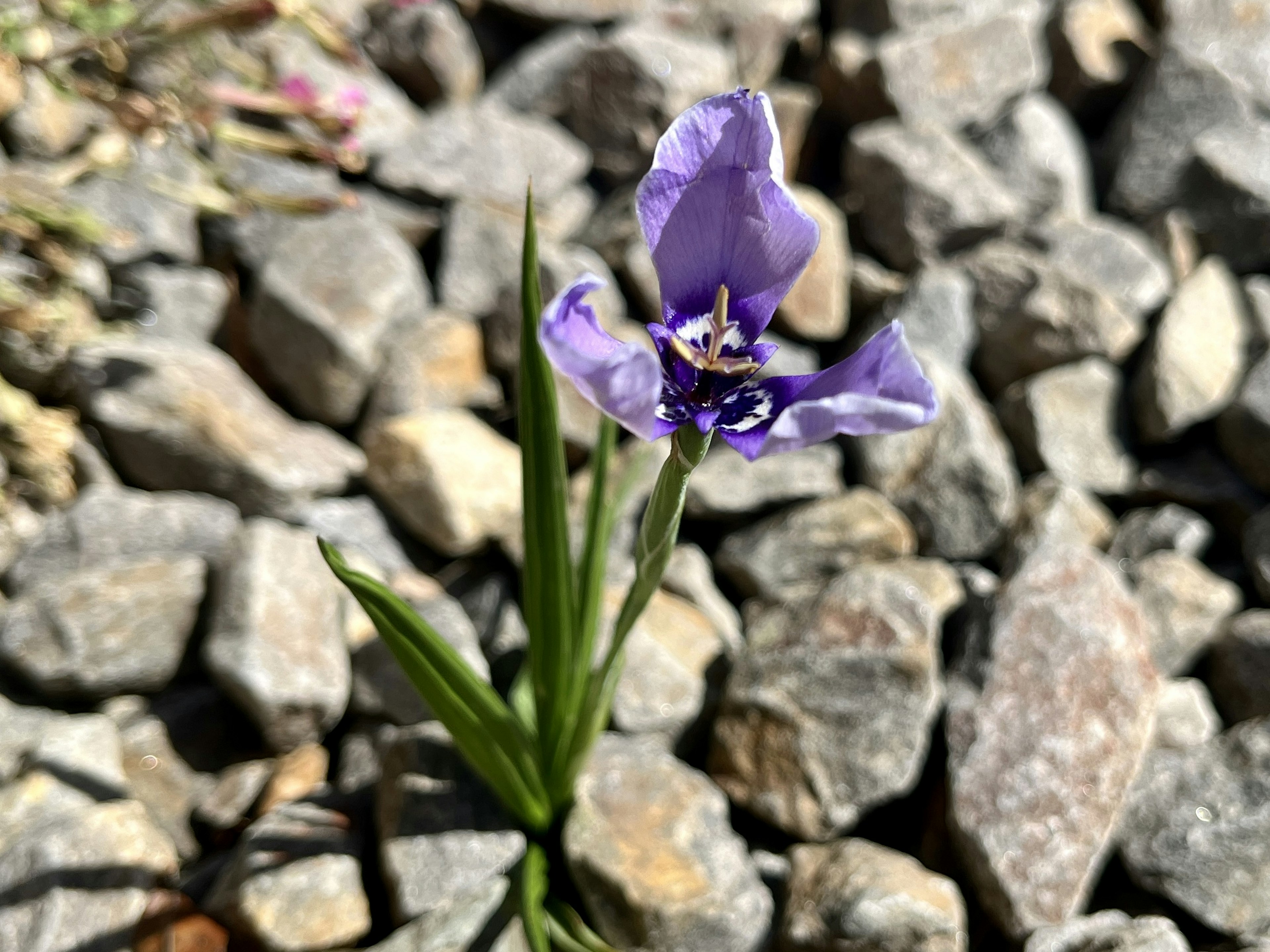 小石の間に咲いている紫色の花と緑の葉