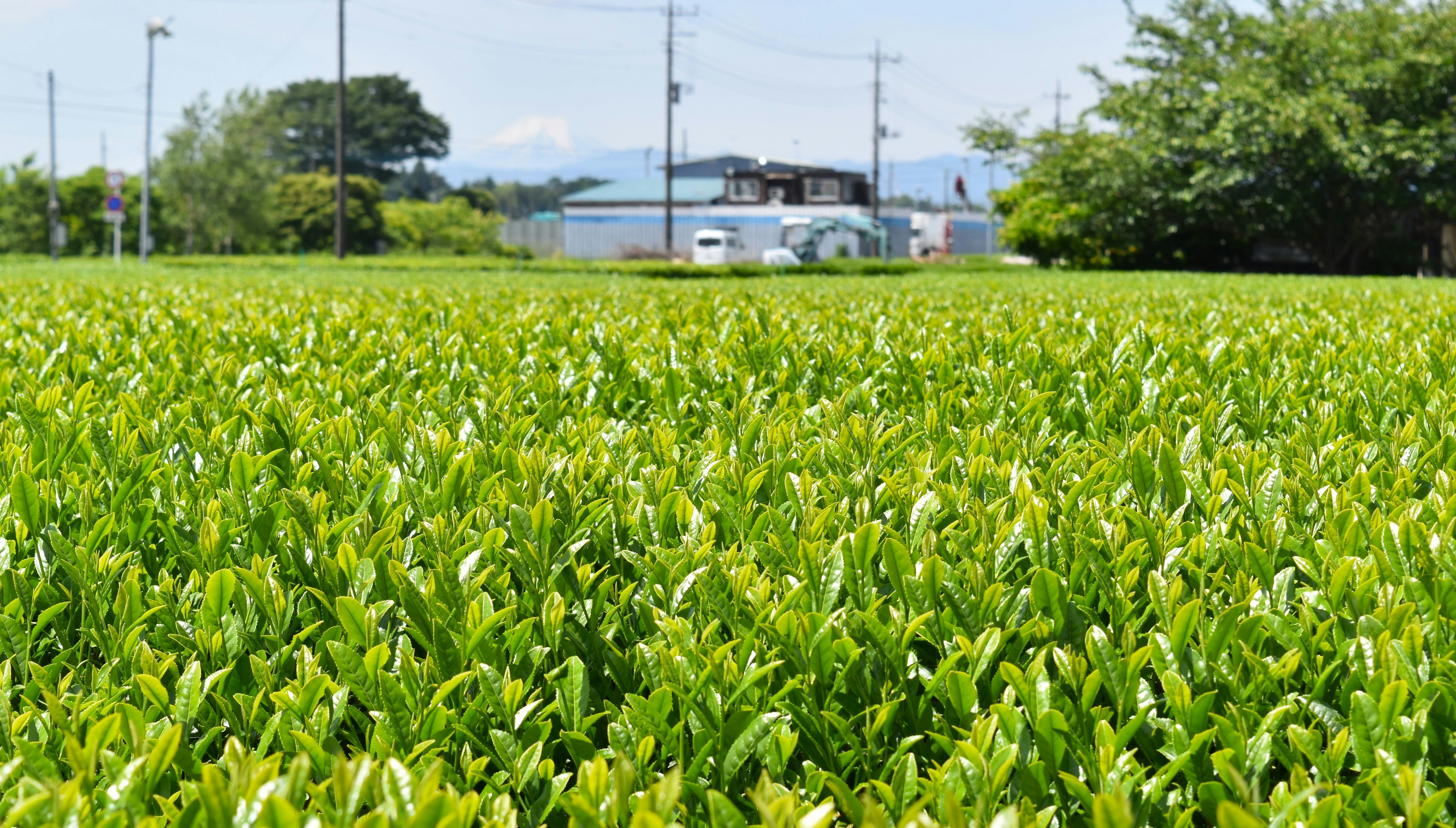 Lush green tea field with buildings in the background