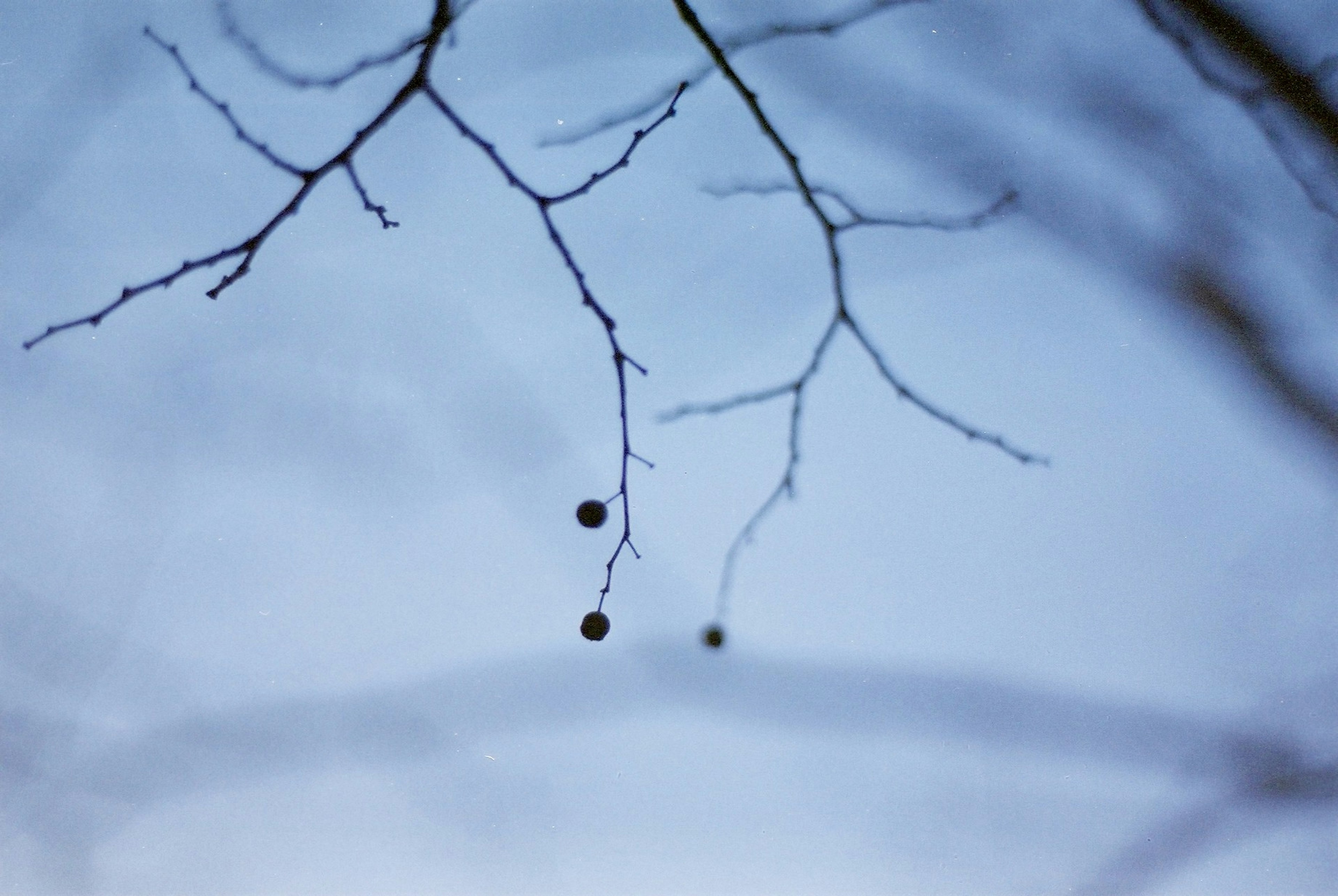 Branches fines avec des baies noires sur fond bleu