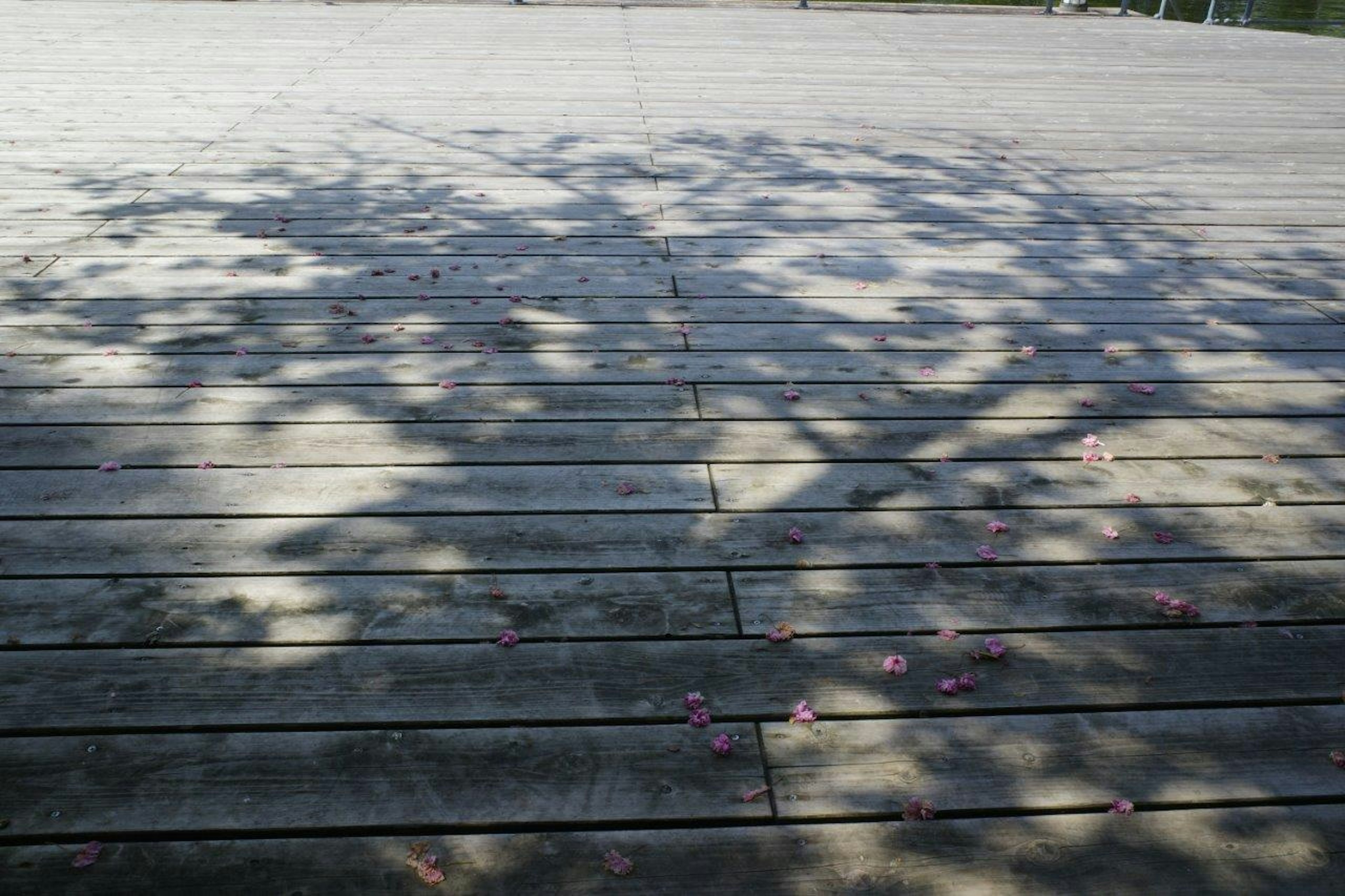 Ombres d'un arbre sur un sol en bois avec des pétales de fleurs éparpillés