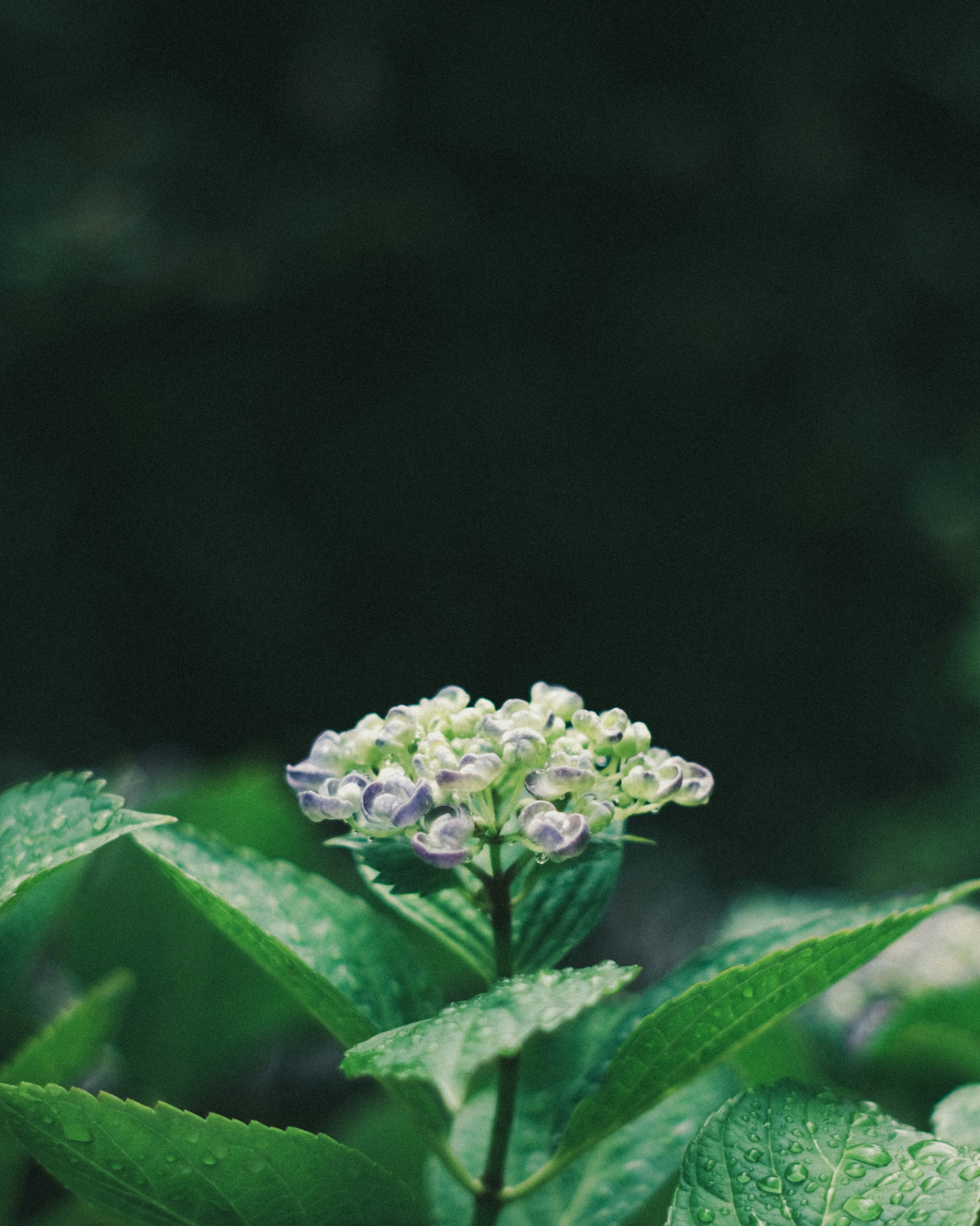 Pequeñas flores moradas y blancas sobre hojas verdes con un fondo oscuro borroso