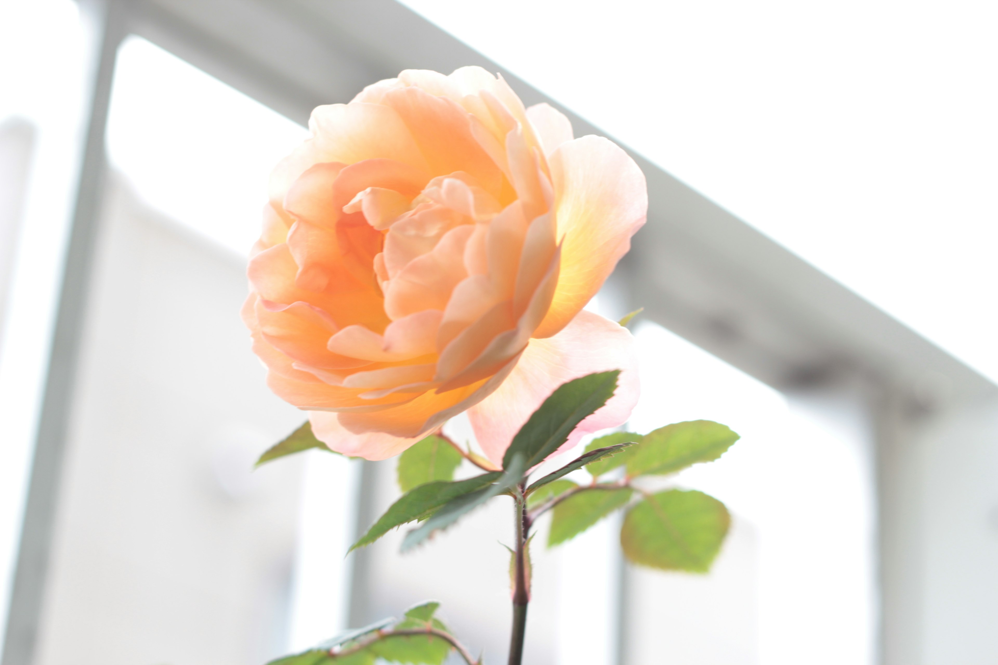 A pale orange flower blooming by a window