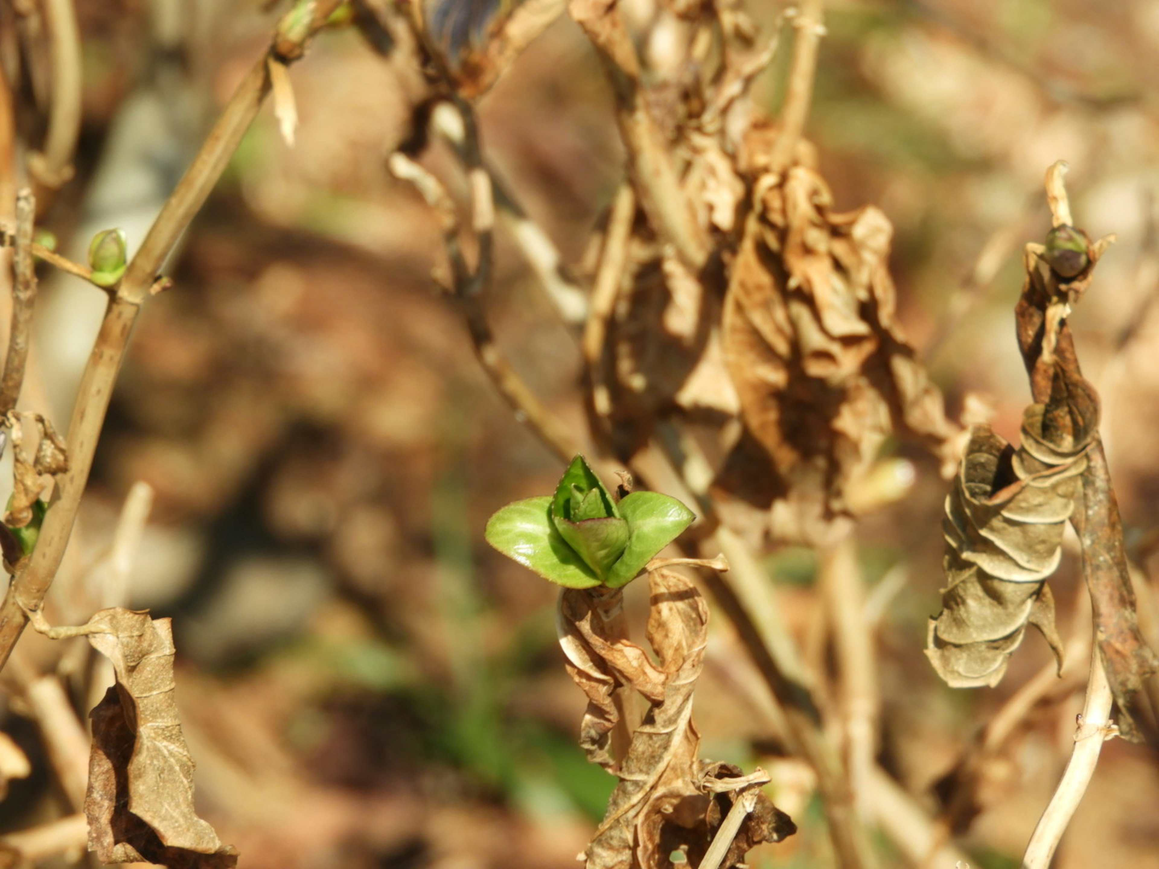 Ein neuer grüner Spross, der zwischen trockenen Pflanzen hervorkommt