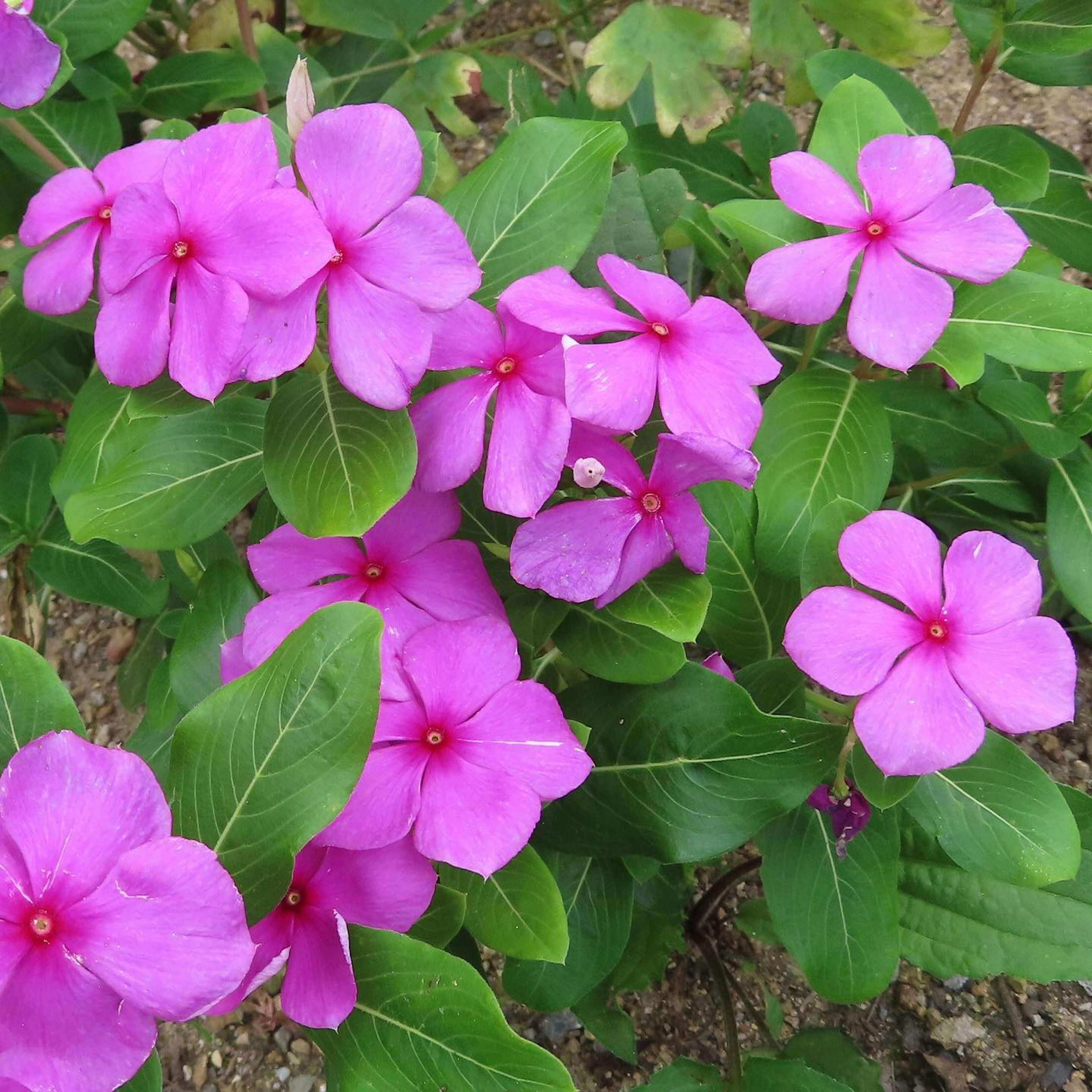 Nahaufnahme von lebhaften rosa Blumen auf einer grünen Pflanze