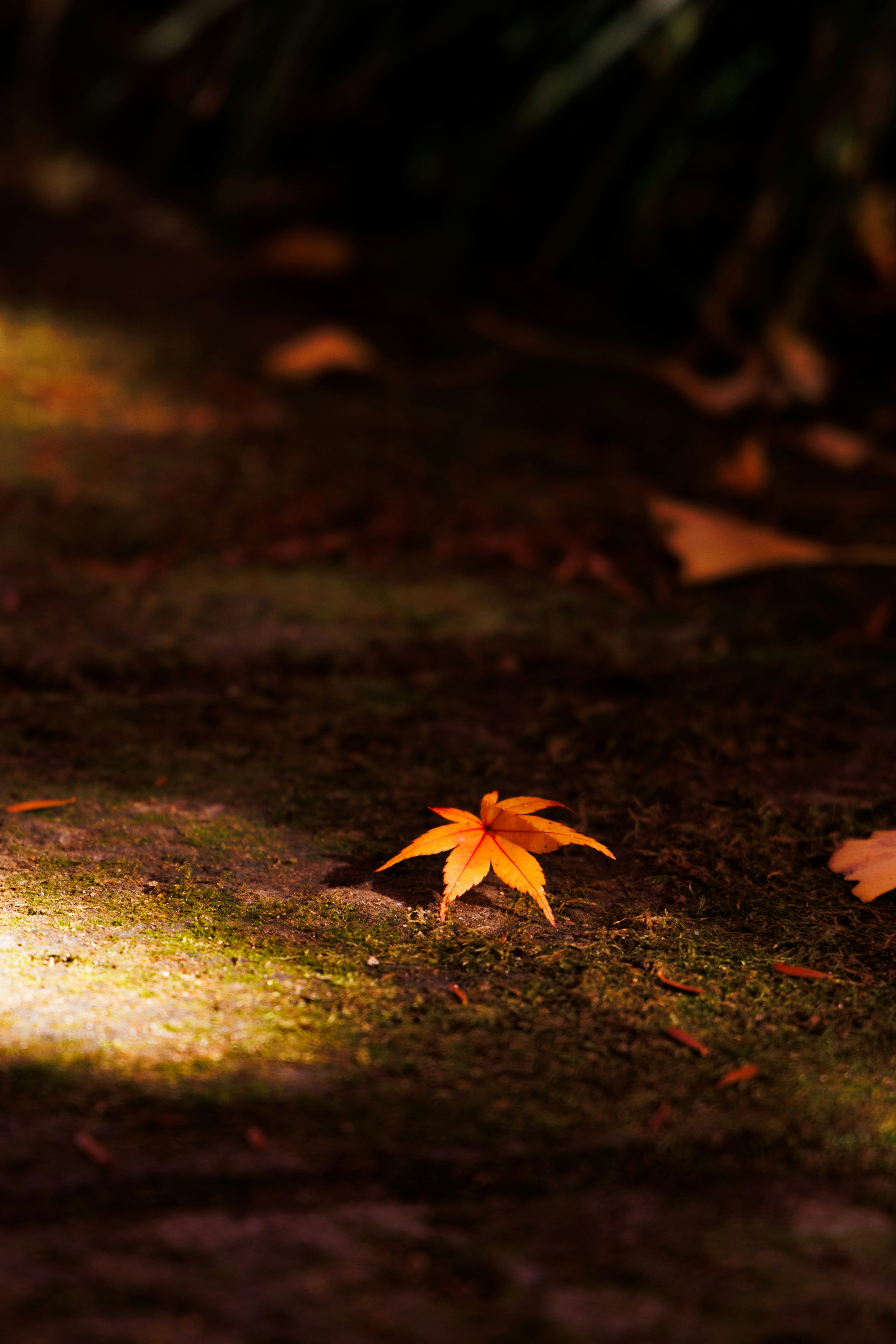 Una singola foglia gialla d'autunno poggiata a terra