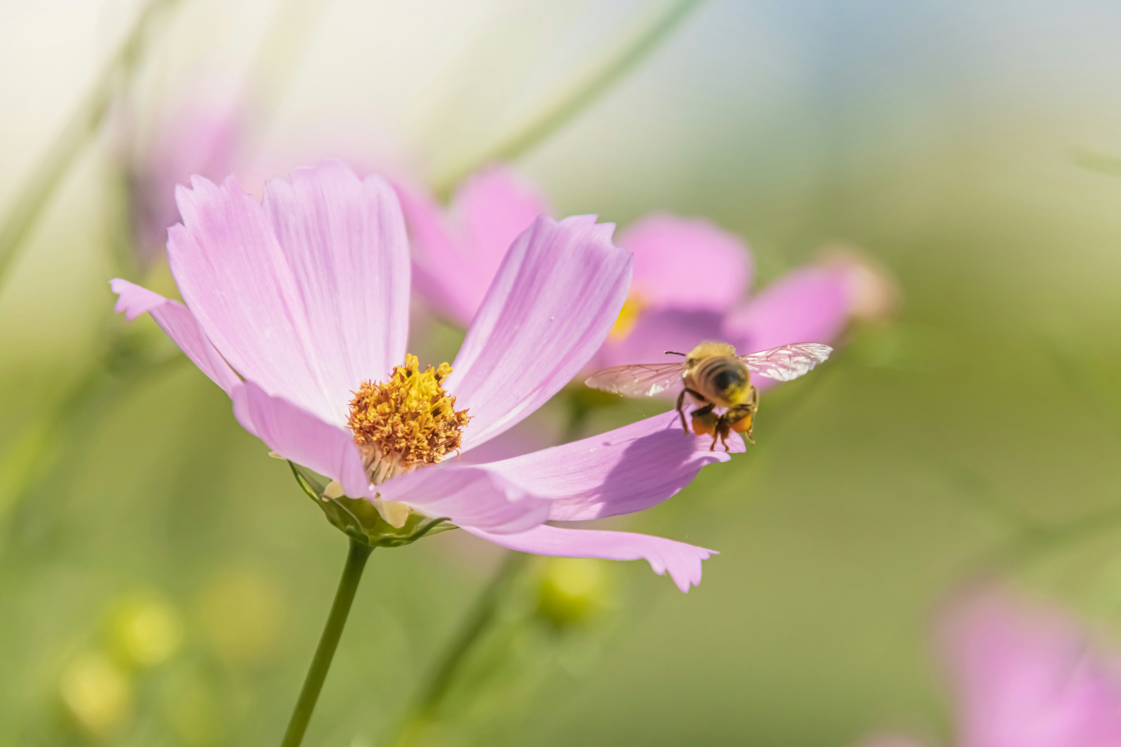 Flores rosas con una abeja revoloteando cerca