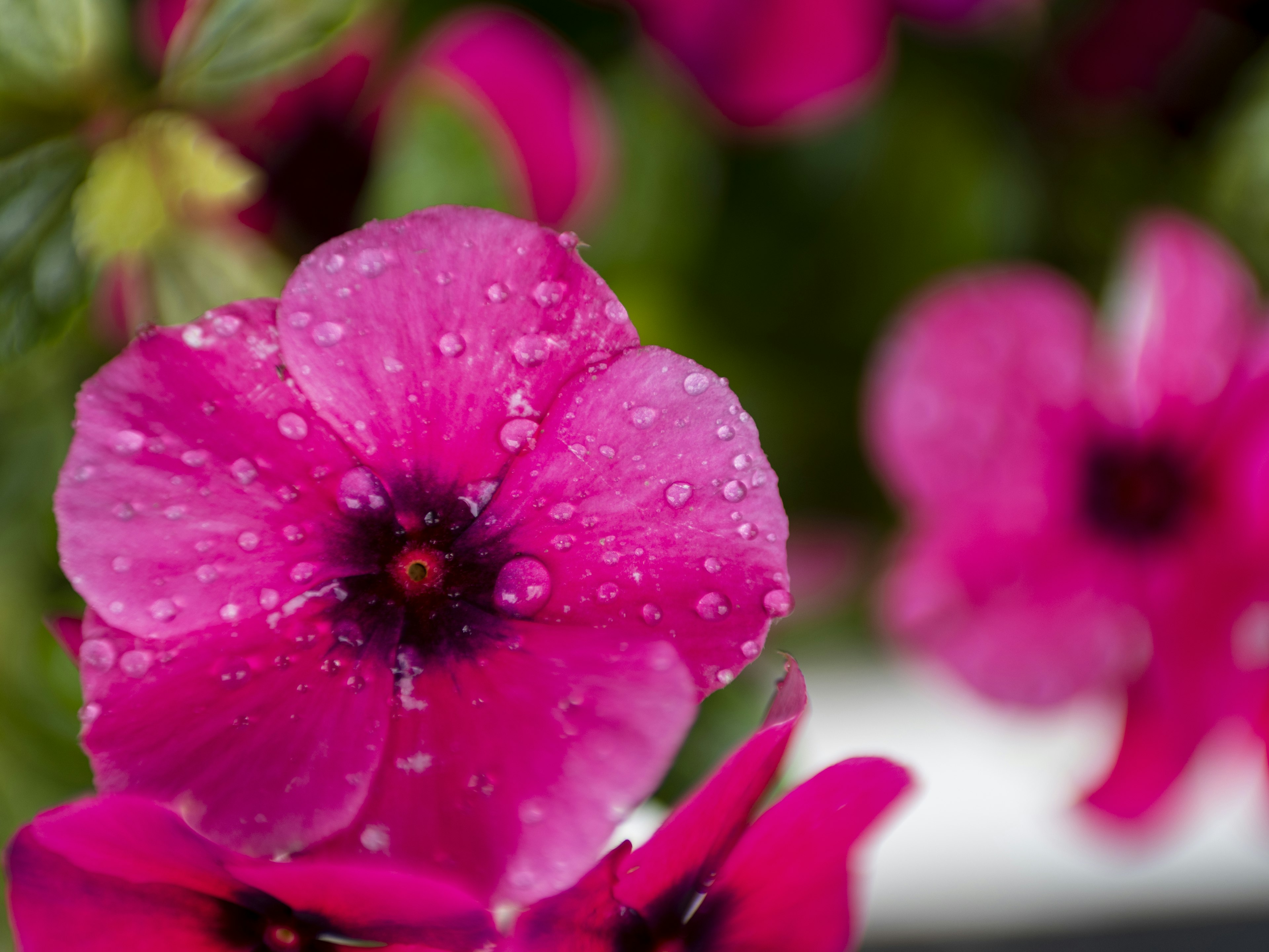 Fleur rose vibrante avec des gouttes d'eau et des fleurs floues en arrière-plan