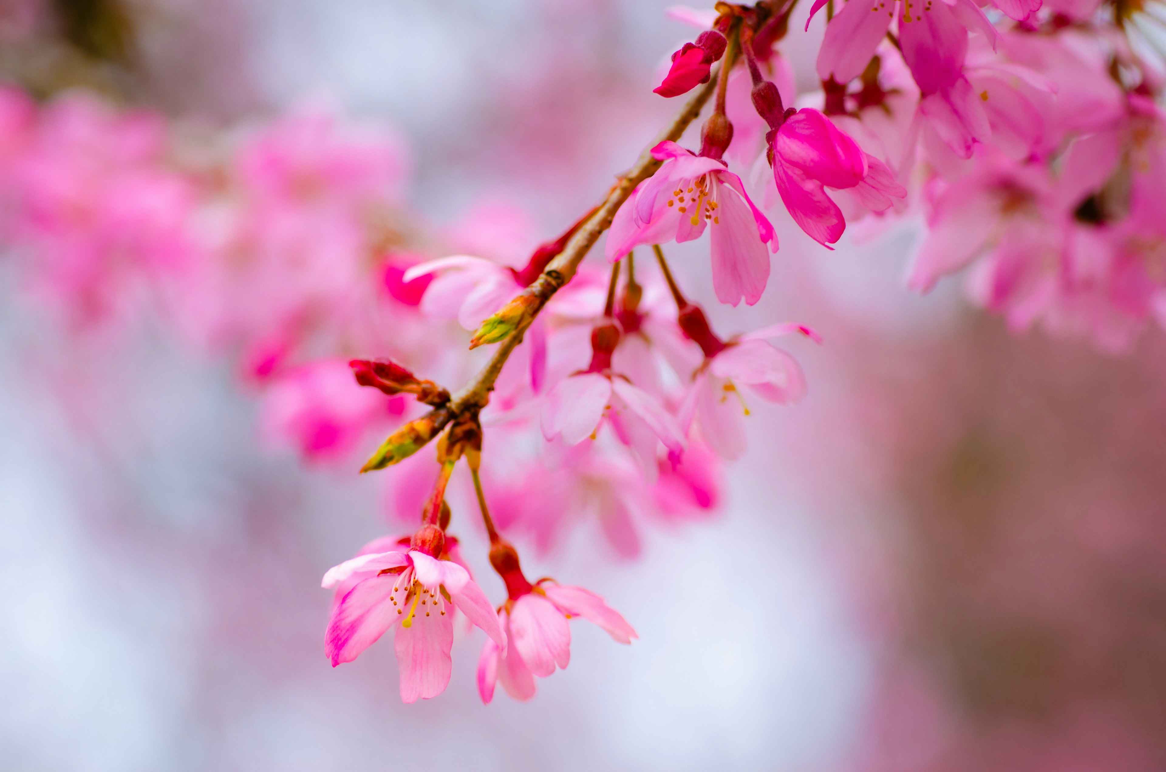 淡いピンクの花が咲く枝のクローズアップ