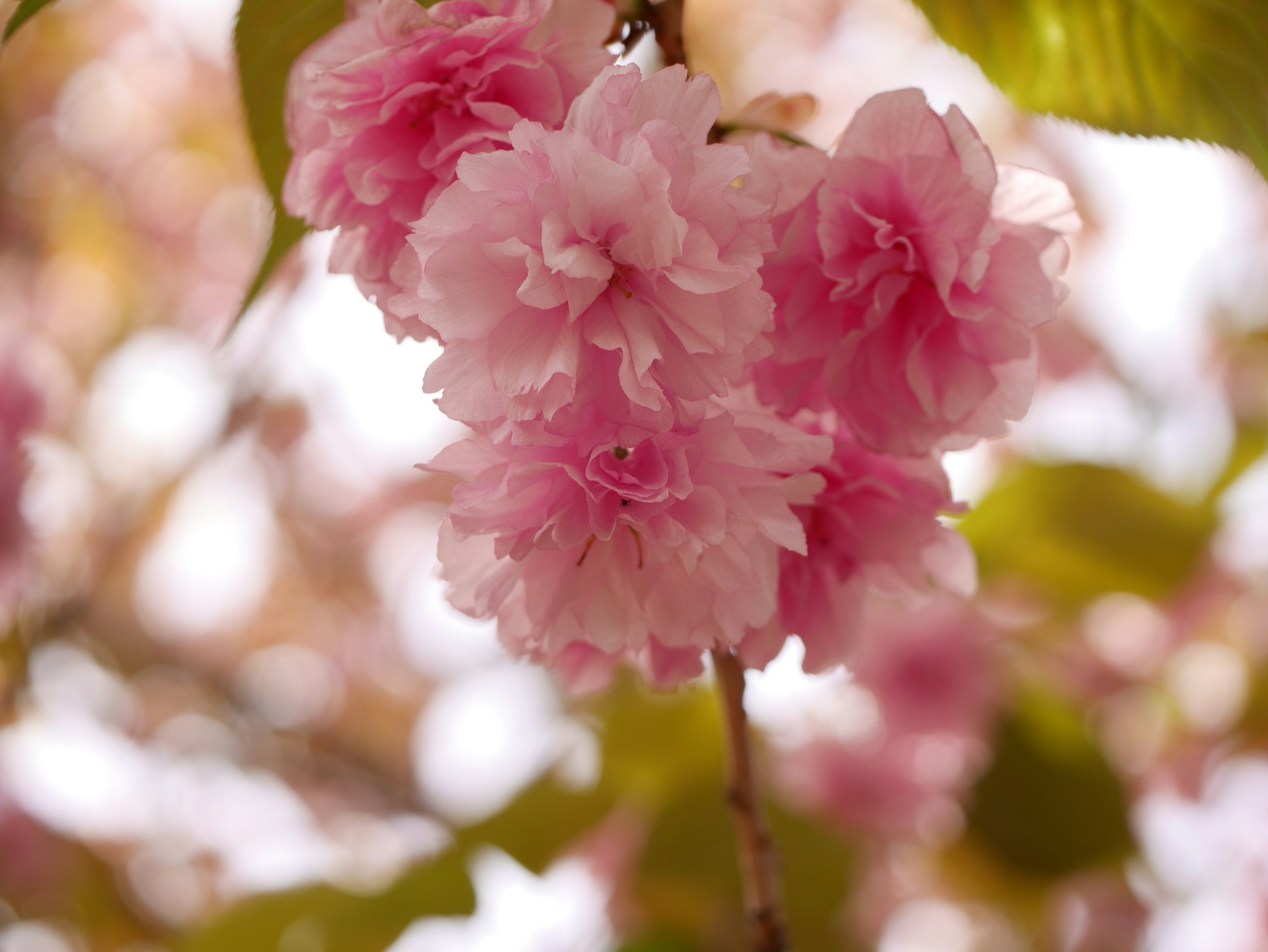 Close-up bunga sakura di cabang dengan kelopak merah muda pucat bertumpuk dan daun hijau cerah menciptakan kontras yang indah