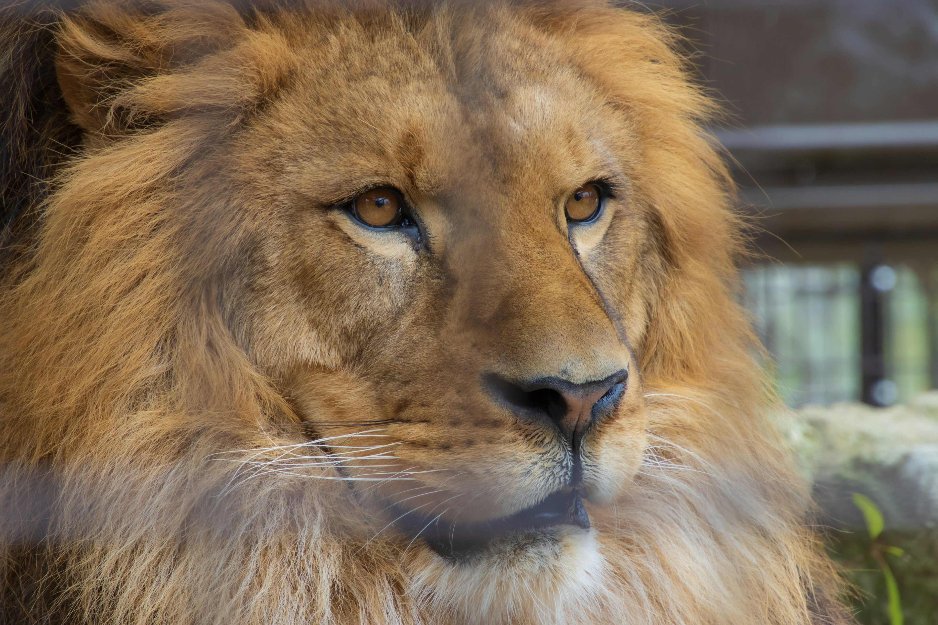 Close-up of a majestic lion's face showcasing its vibrant expression in a captive environment