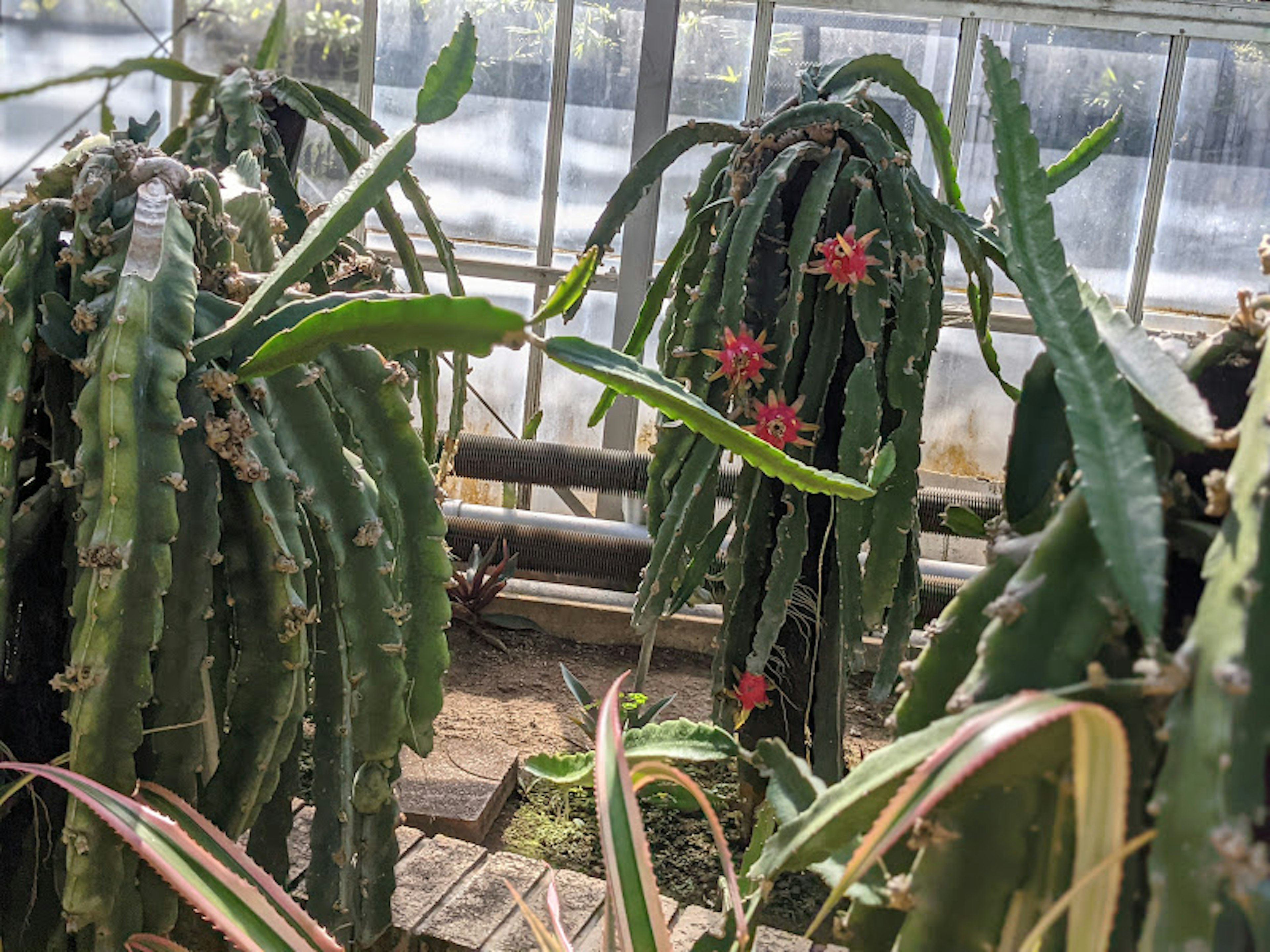 Cluster of cacti in a greenhouse with green stems and red flowers