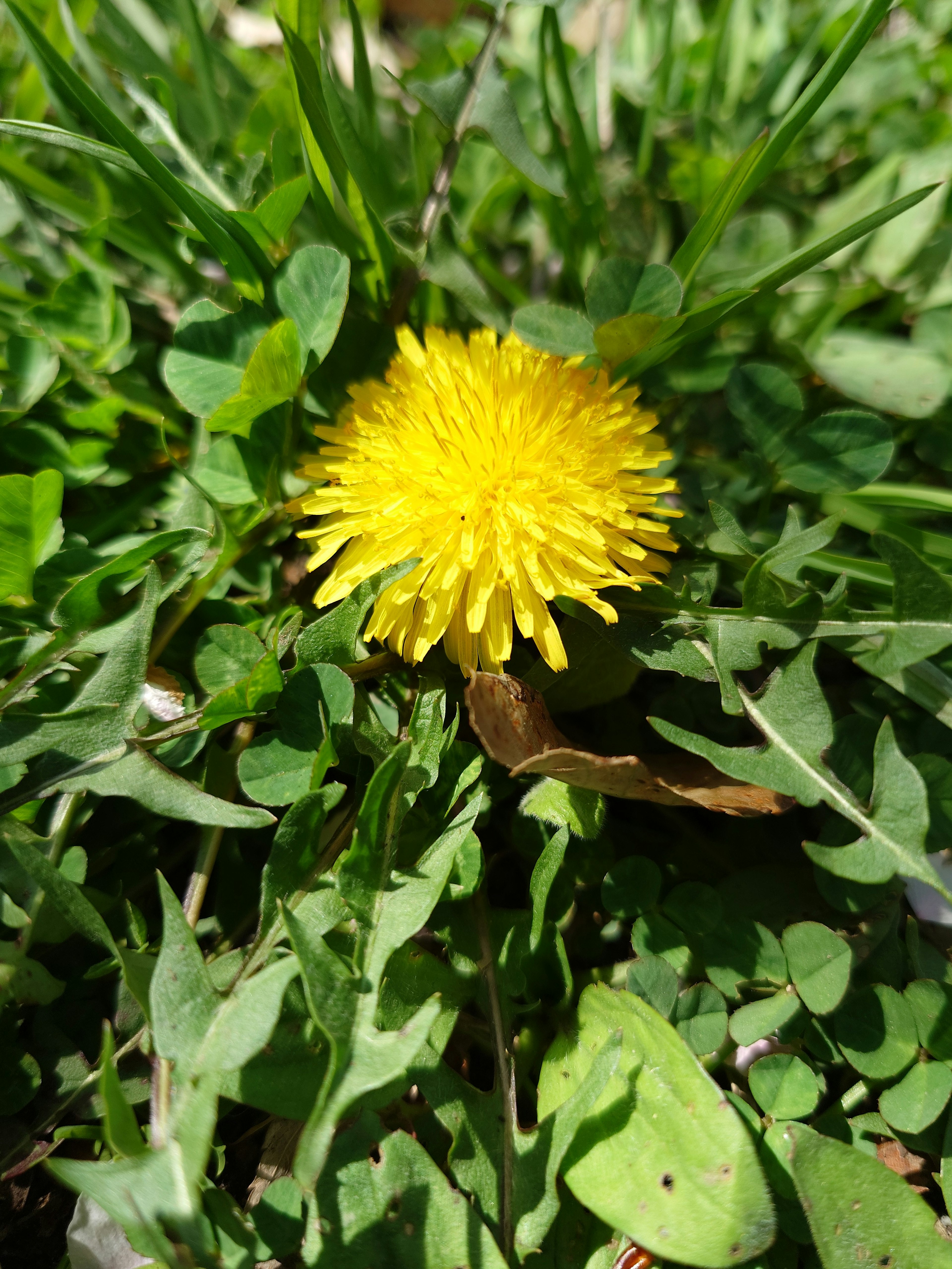 Fiore di dente di leone giallo brillante circondato da erba verde