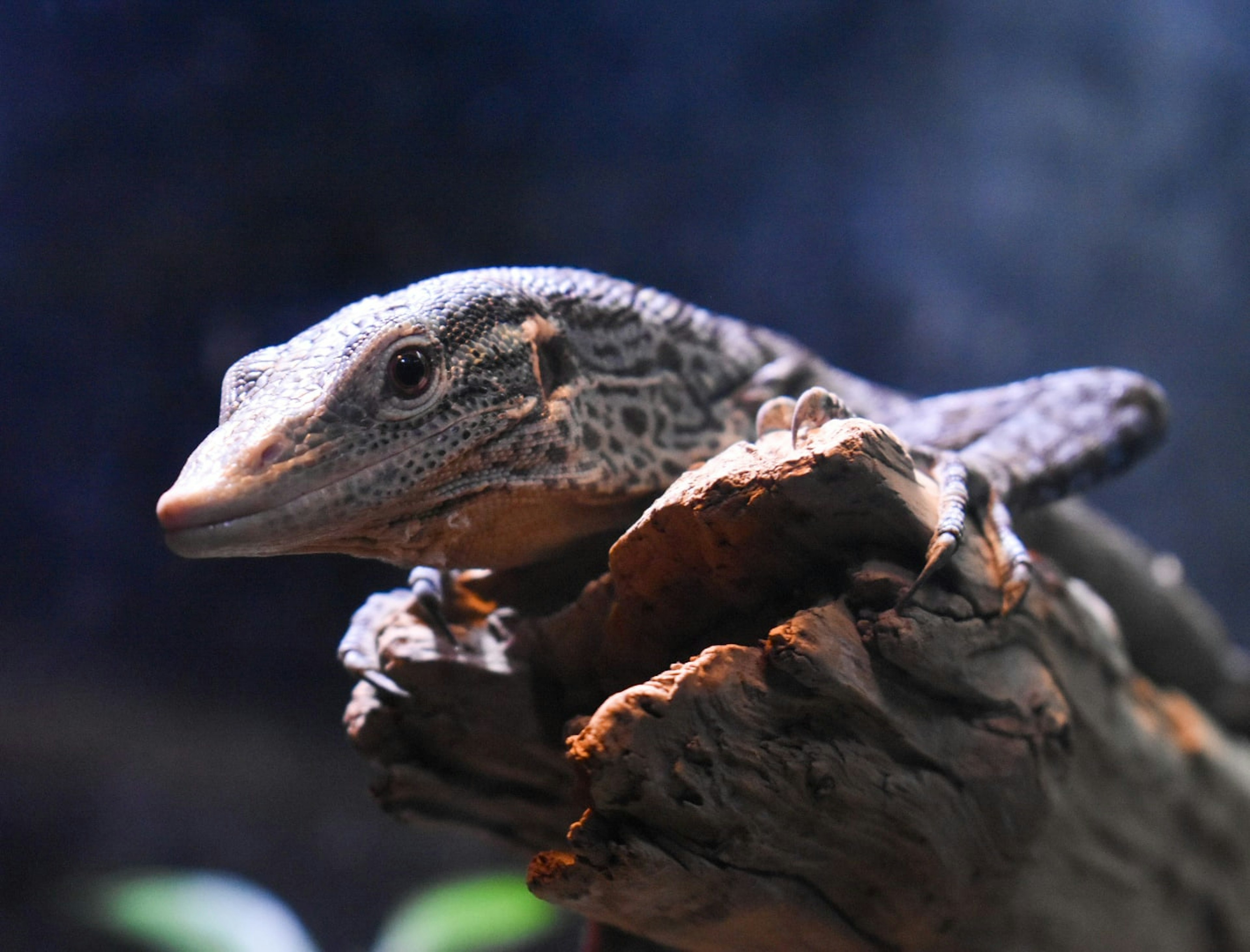 Gros plan d'un lézard sur une branche montrant ses motifs distinctifs et son expression