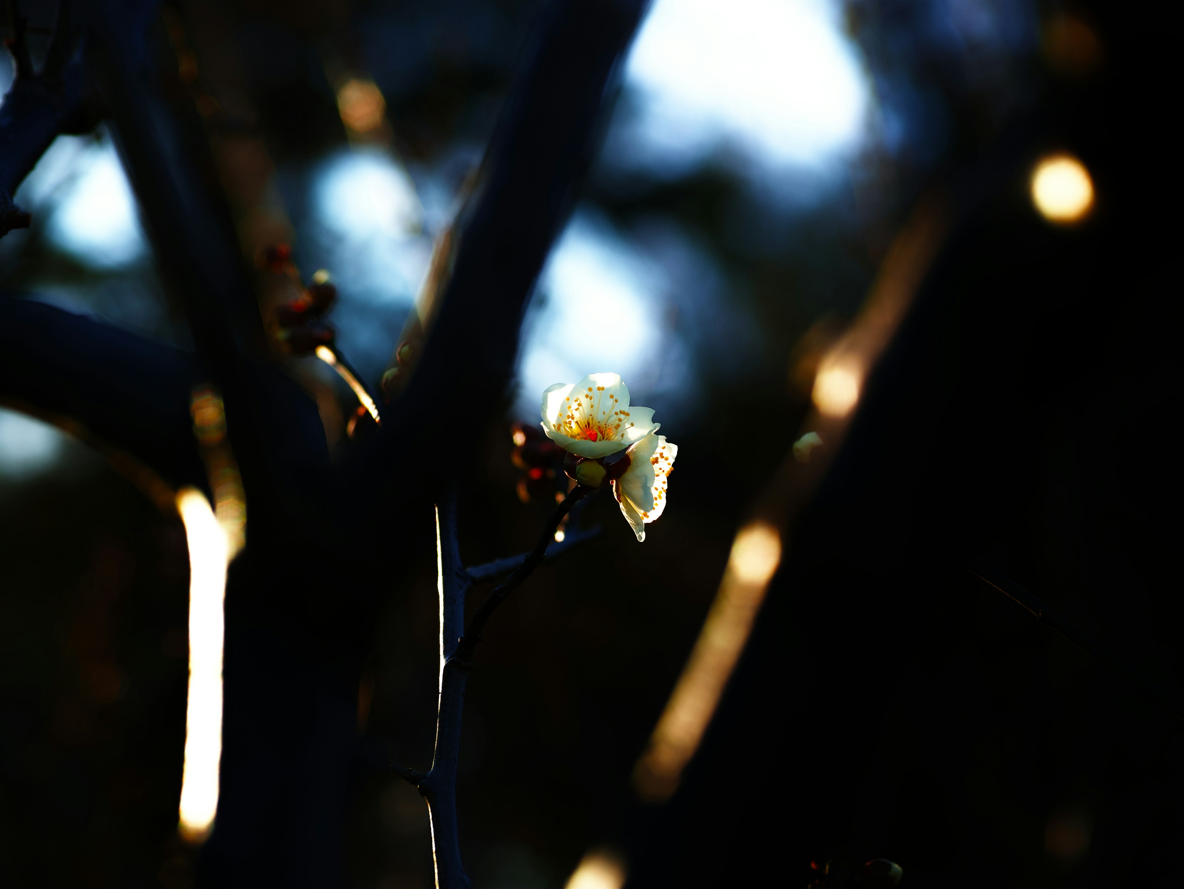 暗い背景に浮かぶ白い花と光る枝