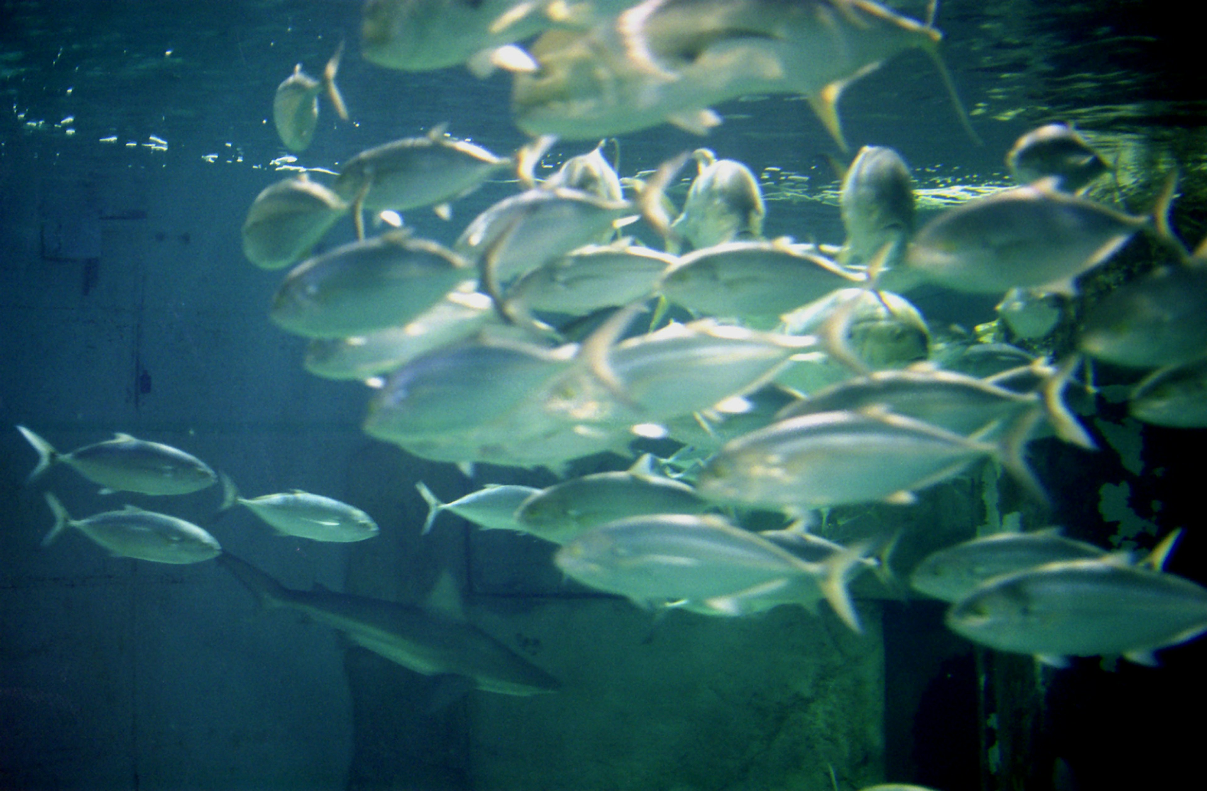 A school of fish swimming underwater with a soft focus