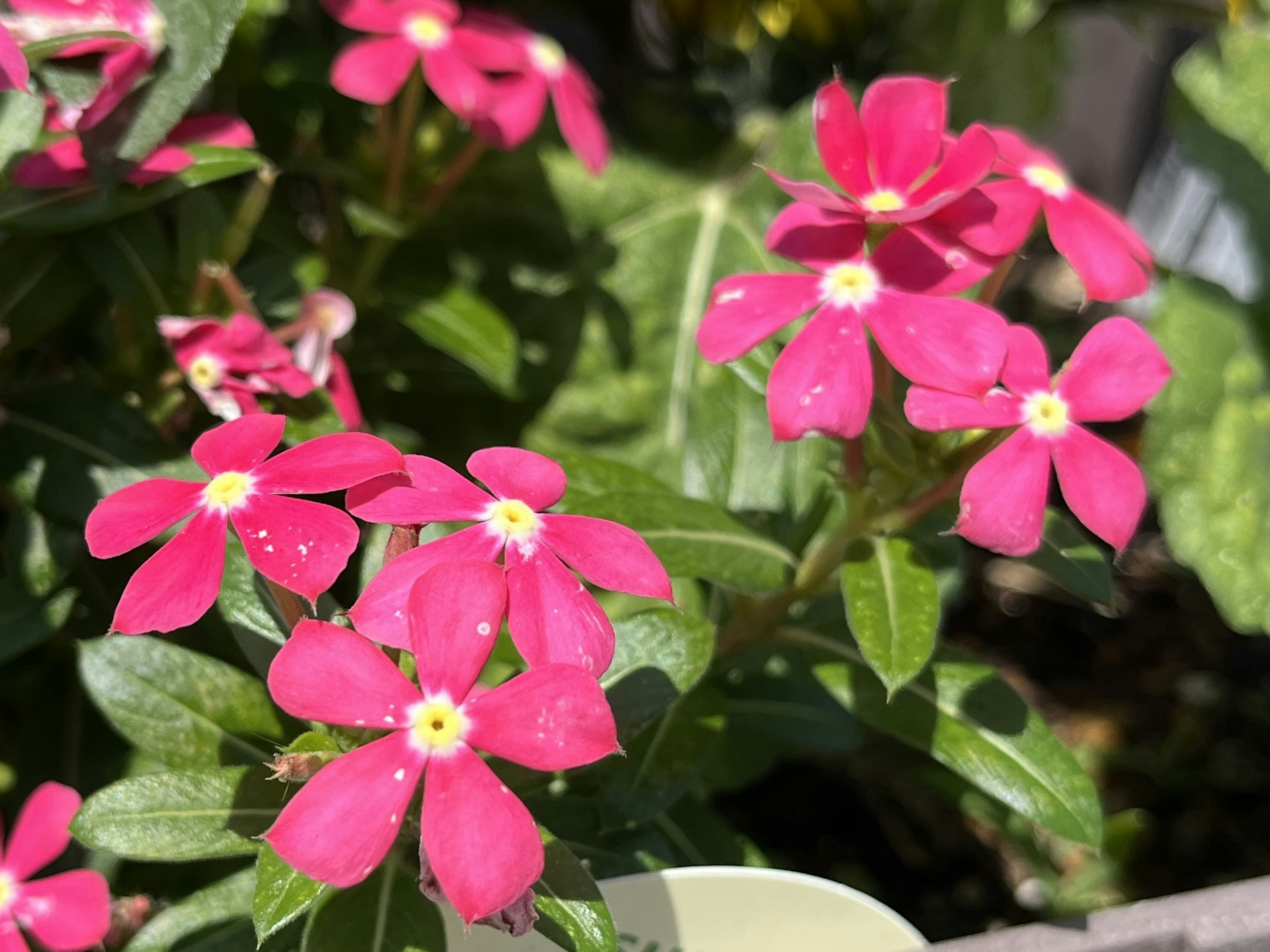 Kedekatan bunga pink cerah dengan daun hijau