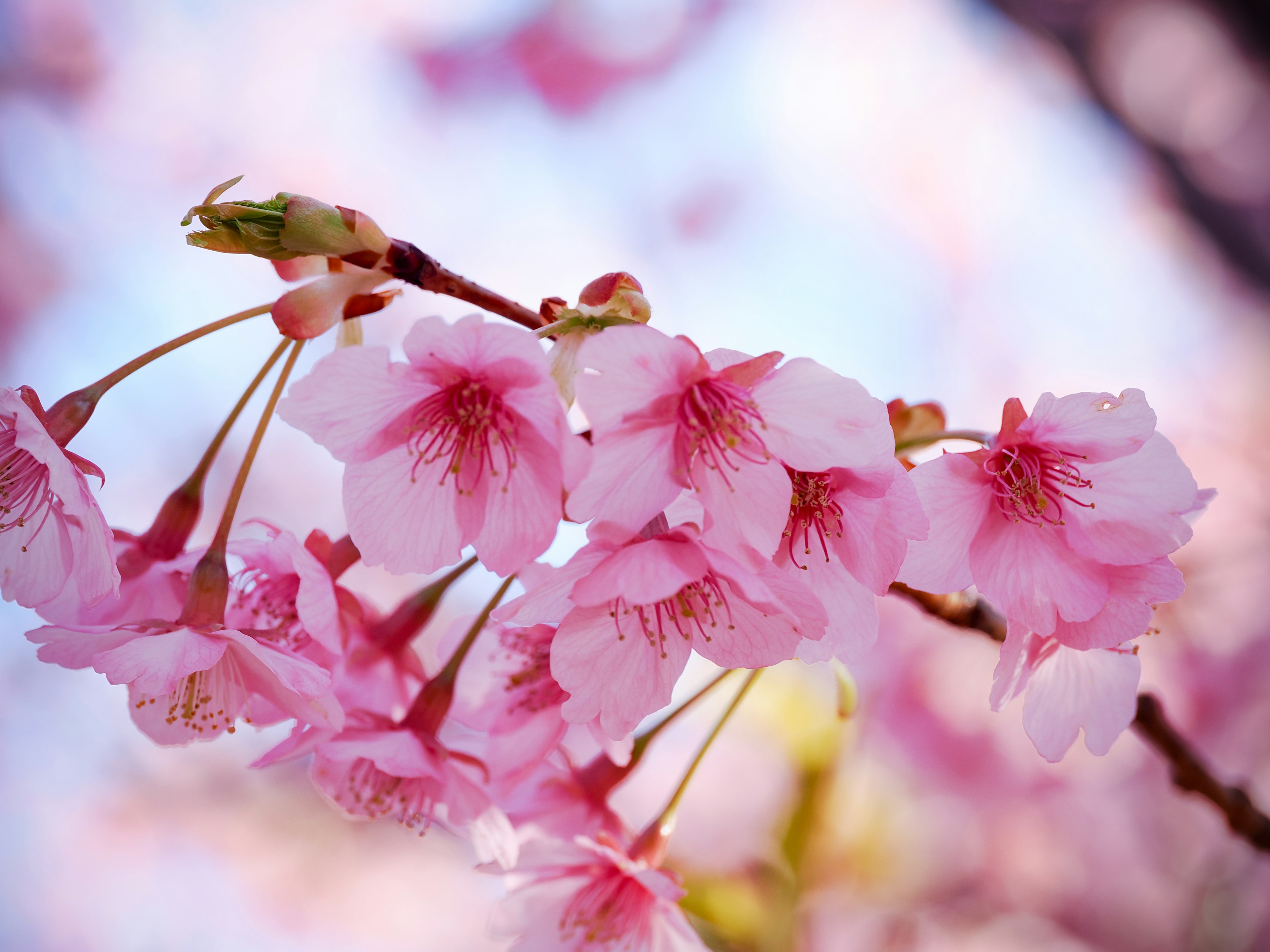 Close-up of cherry blossom flowers on a branch