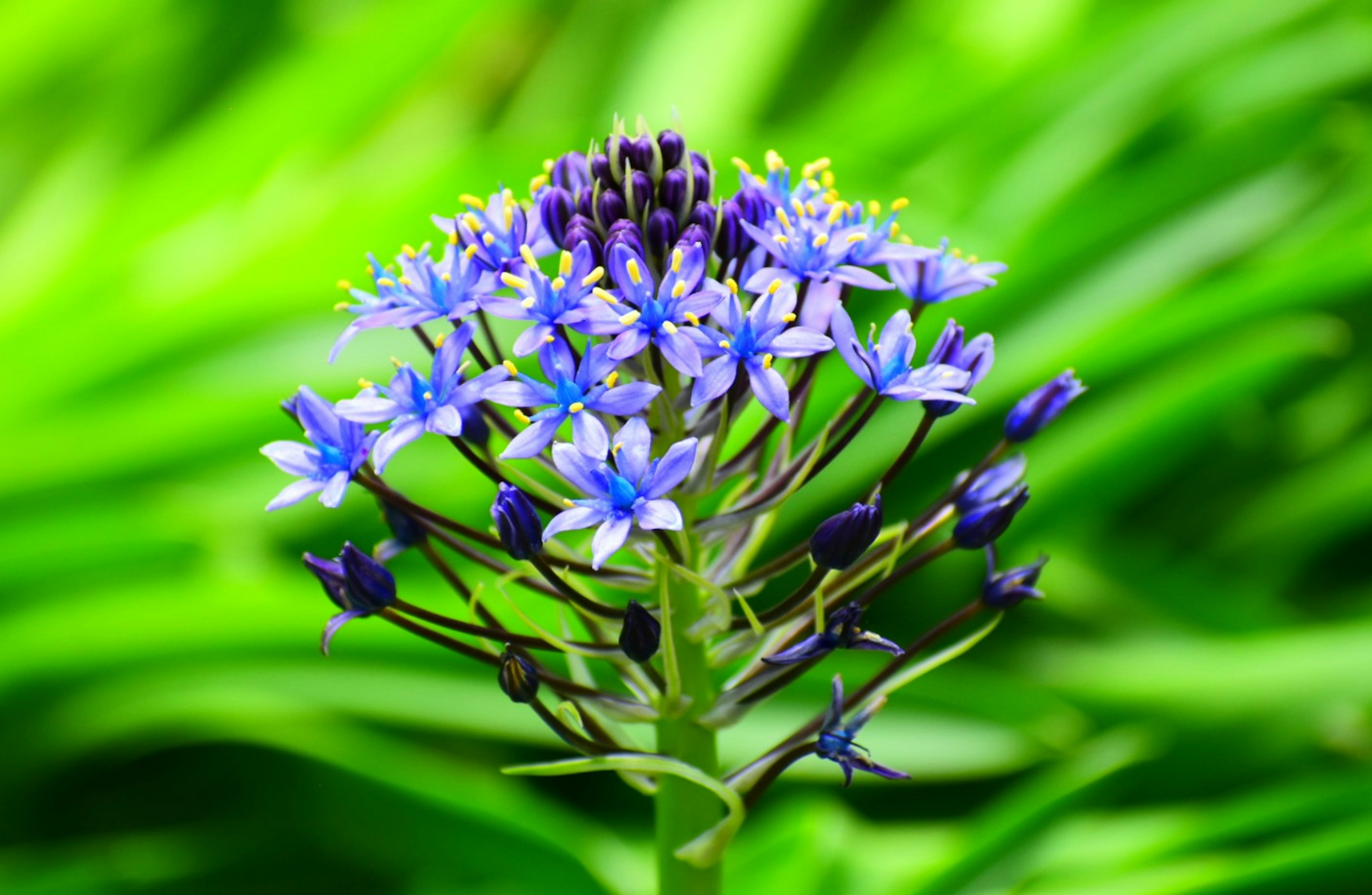 Acercamiento de flores azules vibrantes agrupadas en una planta con hojas verdes de fondo