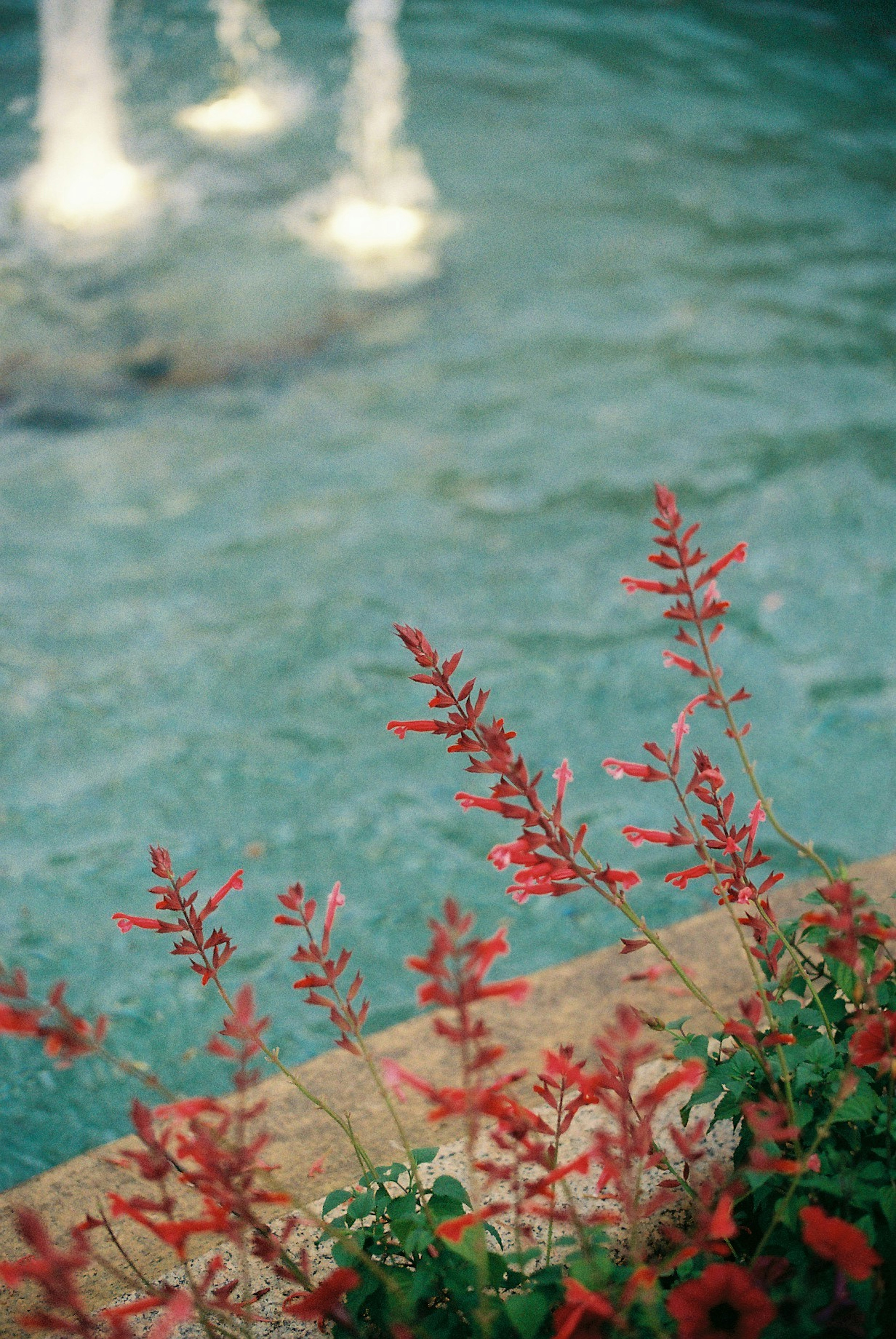 赤い花と水面の噴水が映える美しい庭の景色