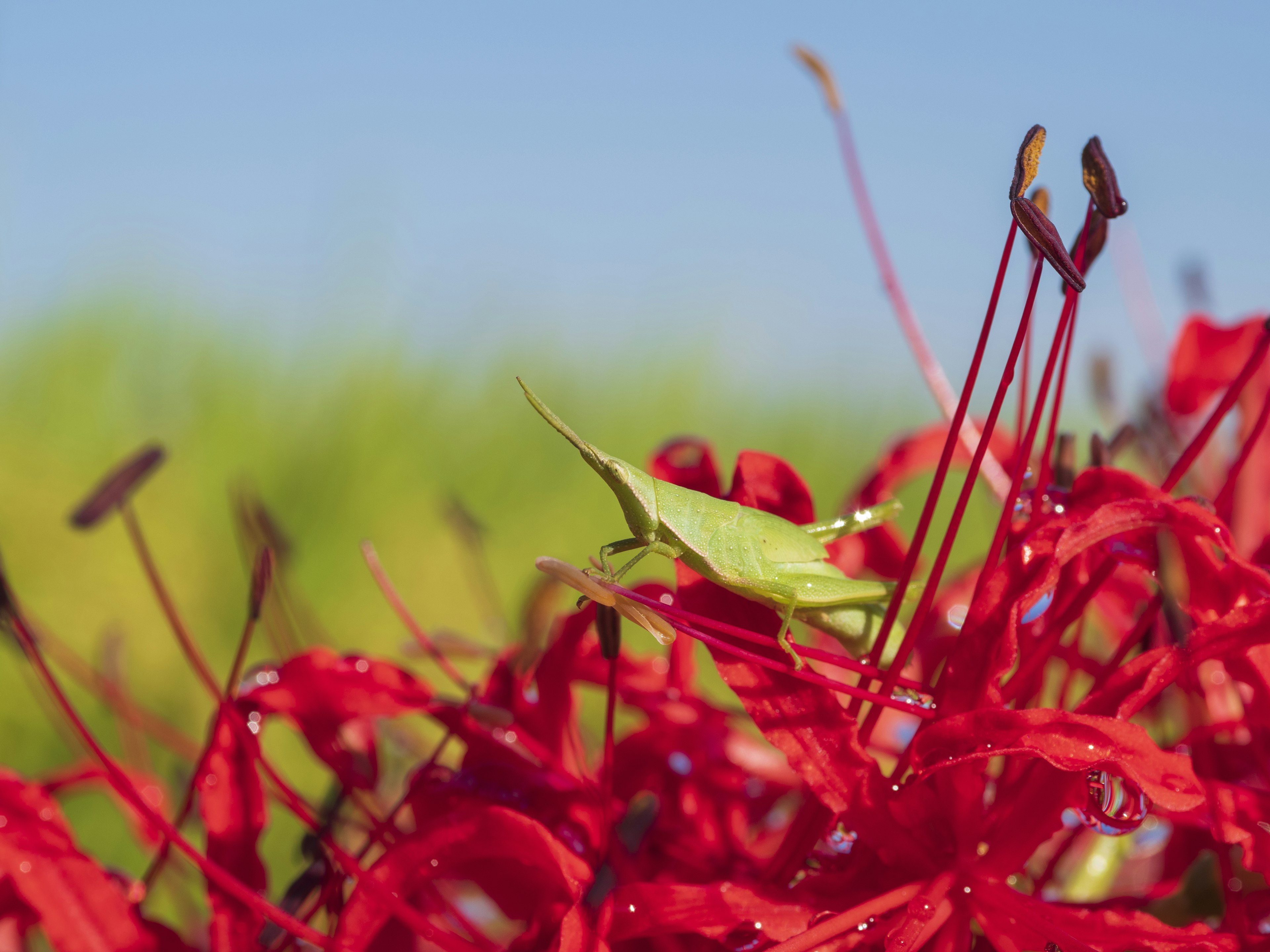 Un criquet vert camouflé parmi des fleurs rouges vives