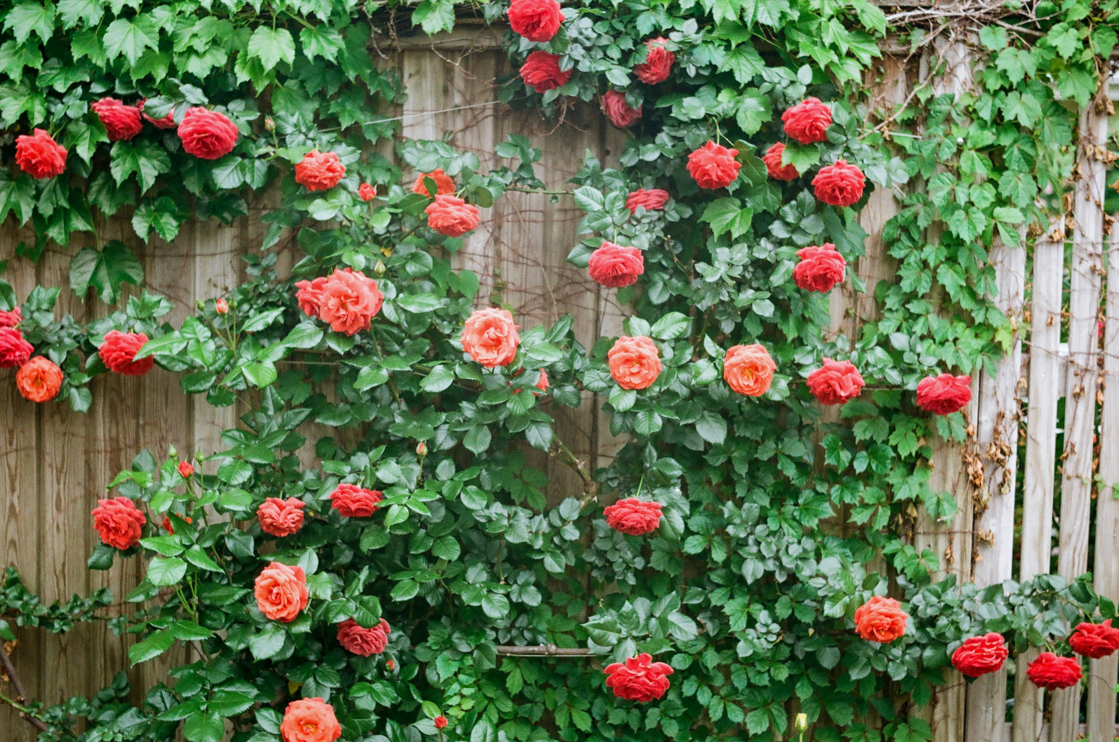 Fond de clôture en bois recouvert de roses rouges grimpantes