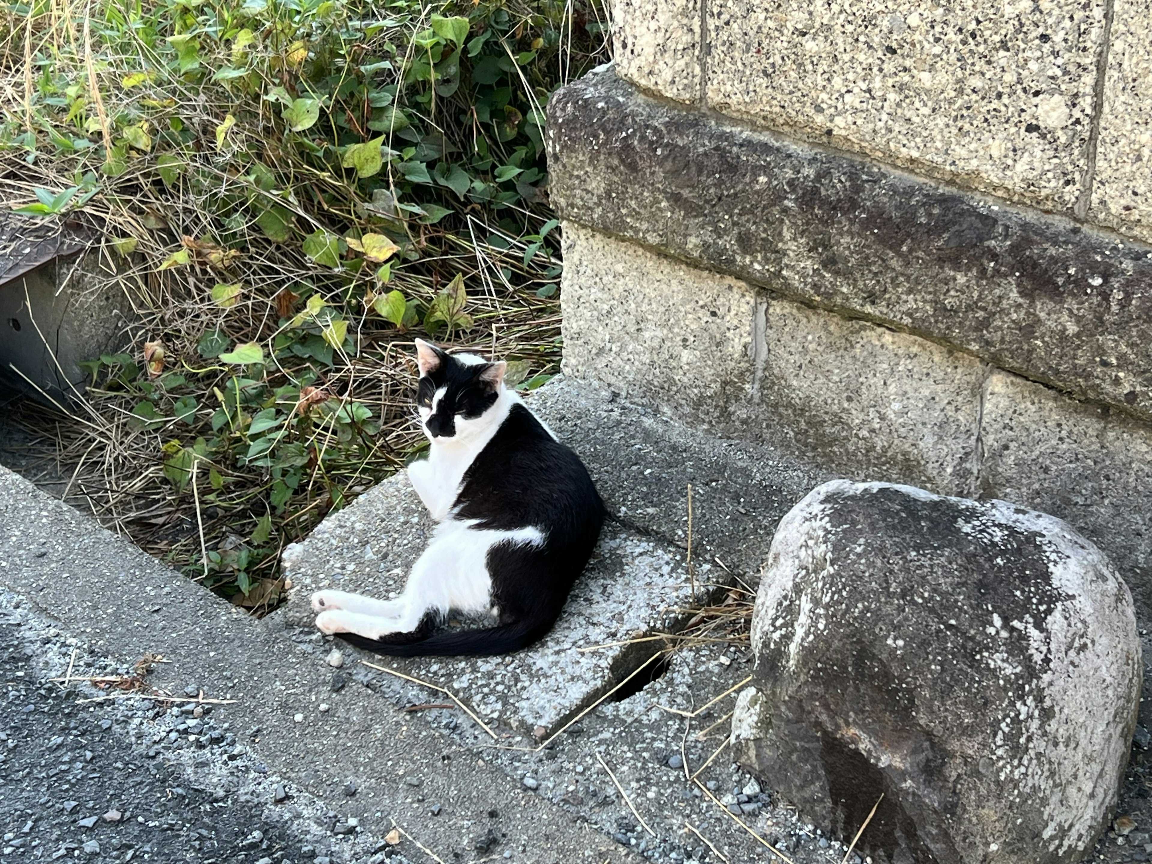 Black and white cat lounging on a stone