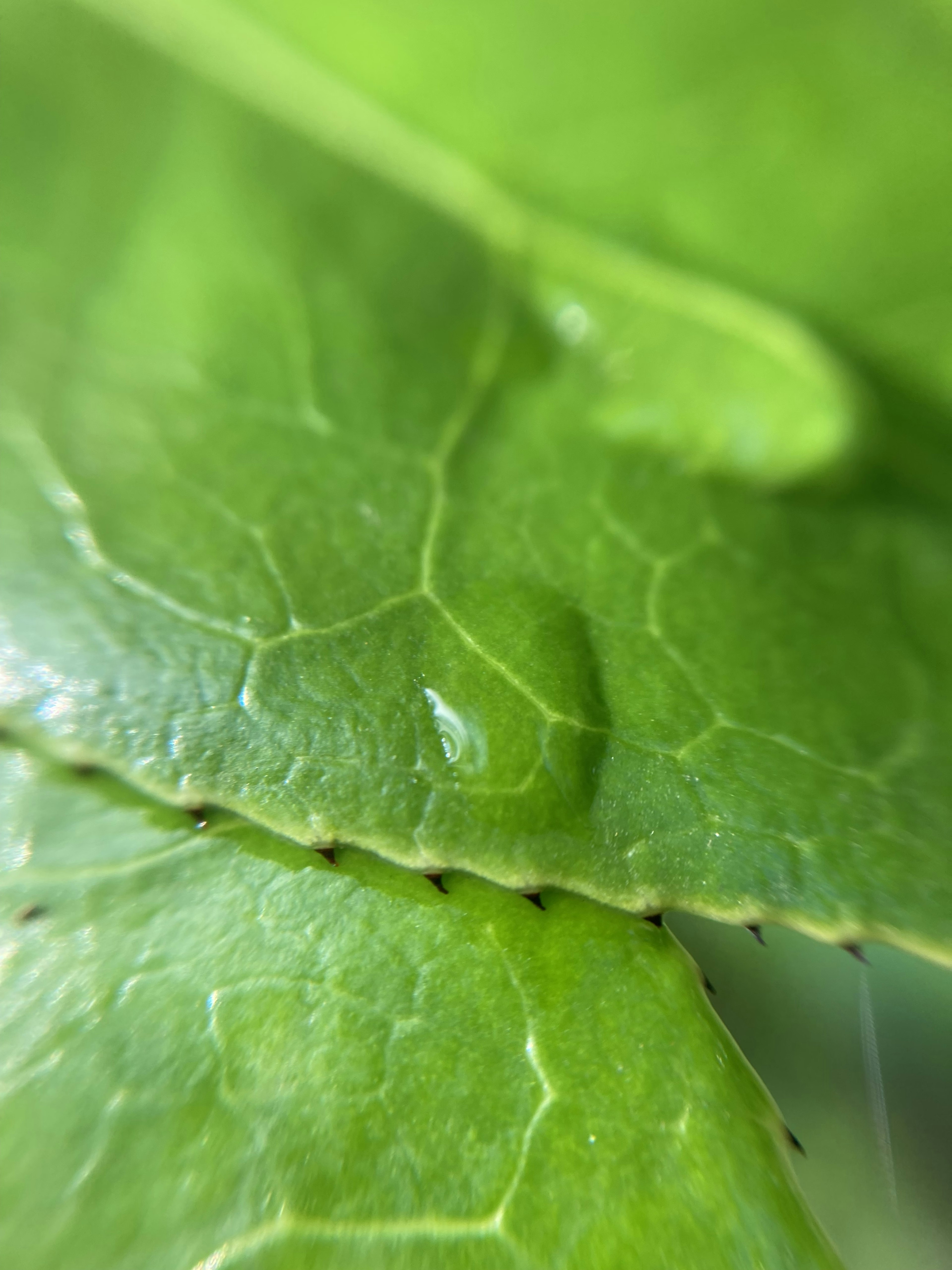 Primo piano di una foglia verde che mostra le venature e una goccia d'acqua