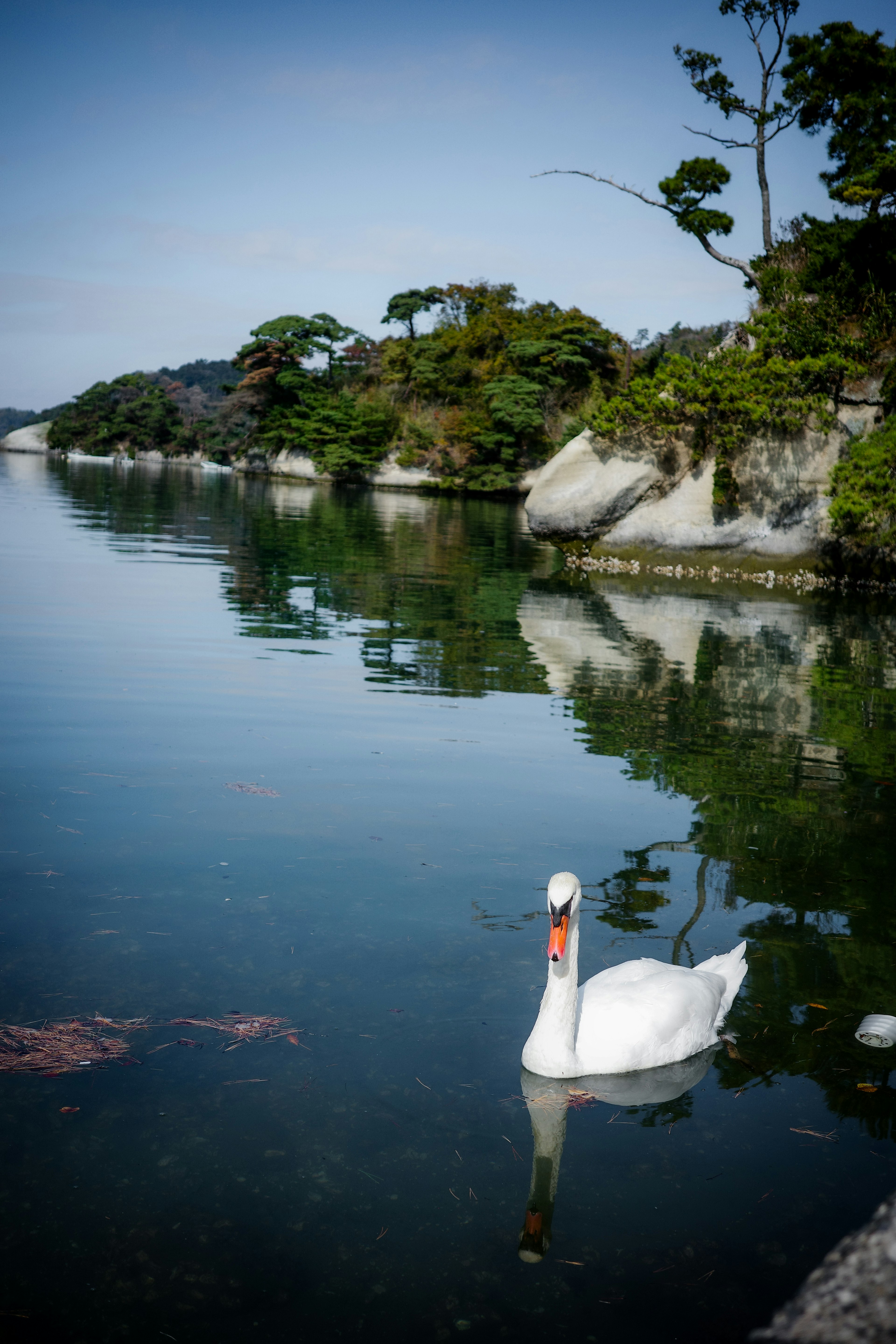 湖面に浮かぶ白鳥と静かな風景