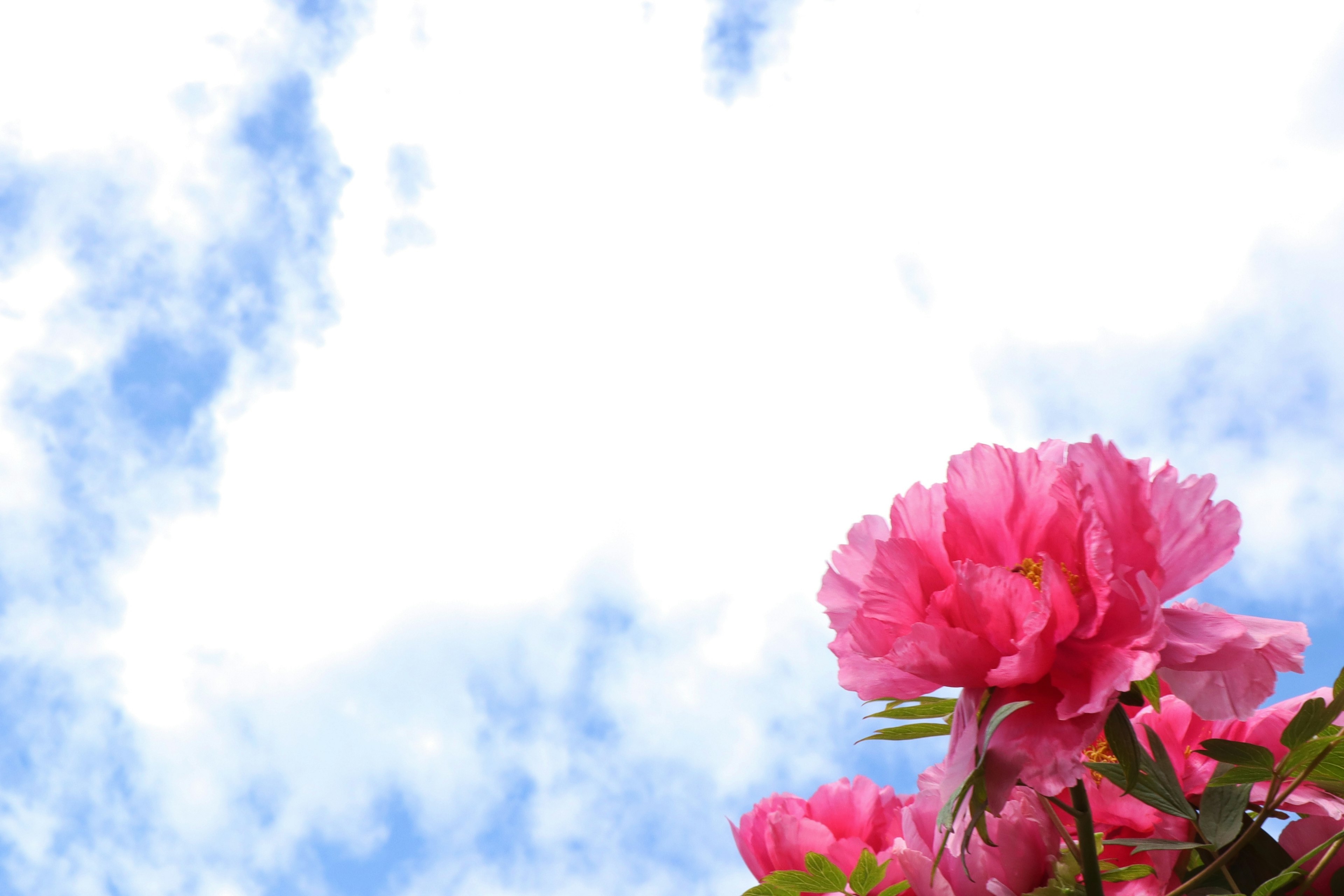 Flores rosas vibrantes contra un cielo azul