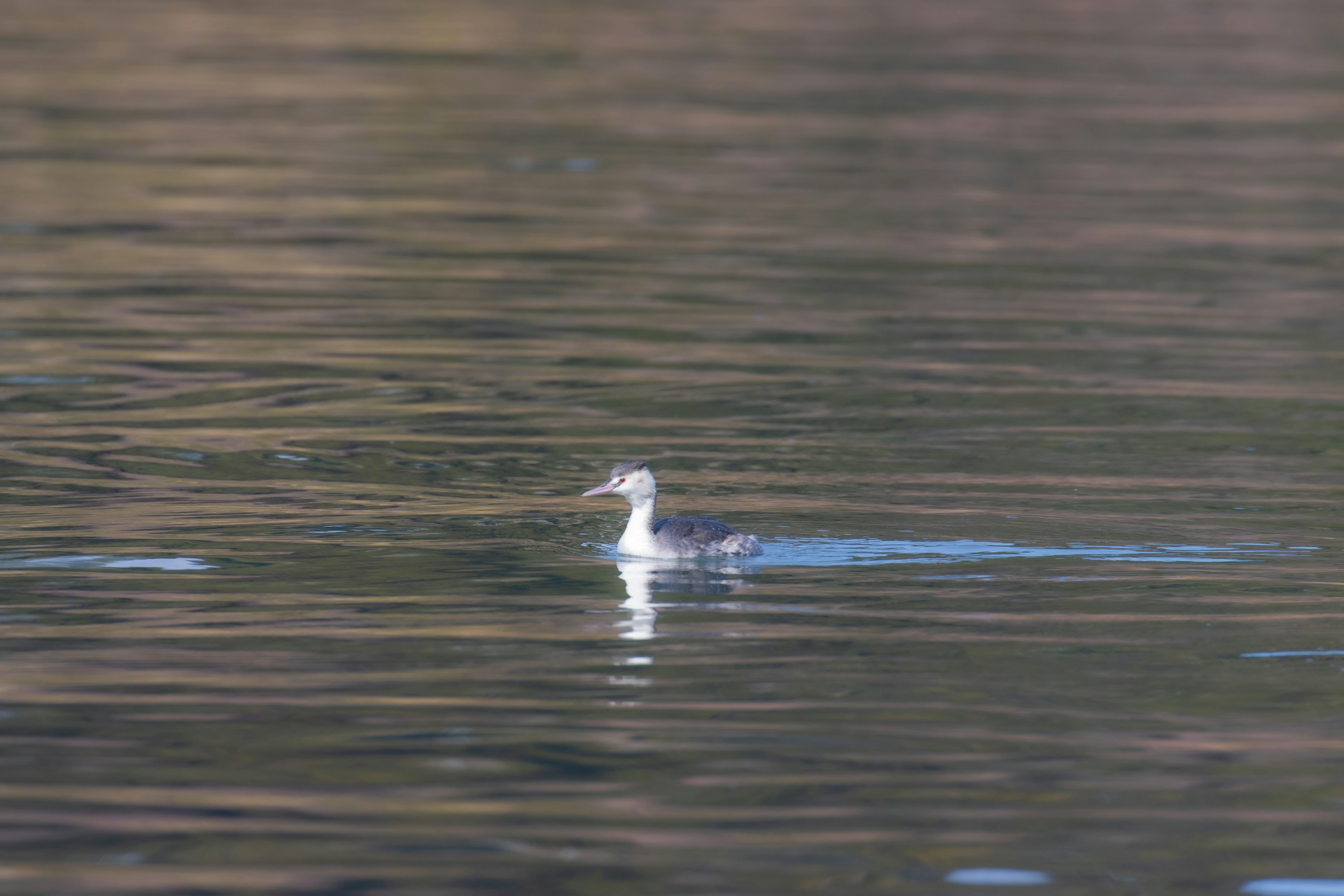 Ein weißer Vogel schwimmt auf der Wasseroberfläche