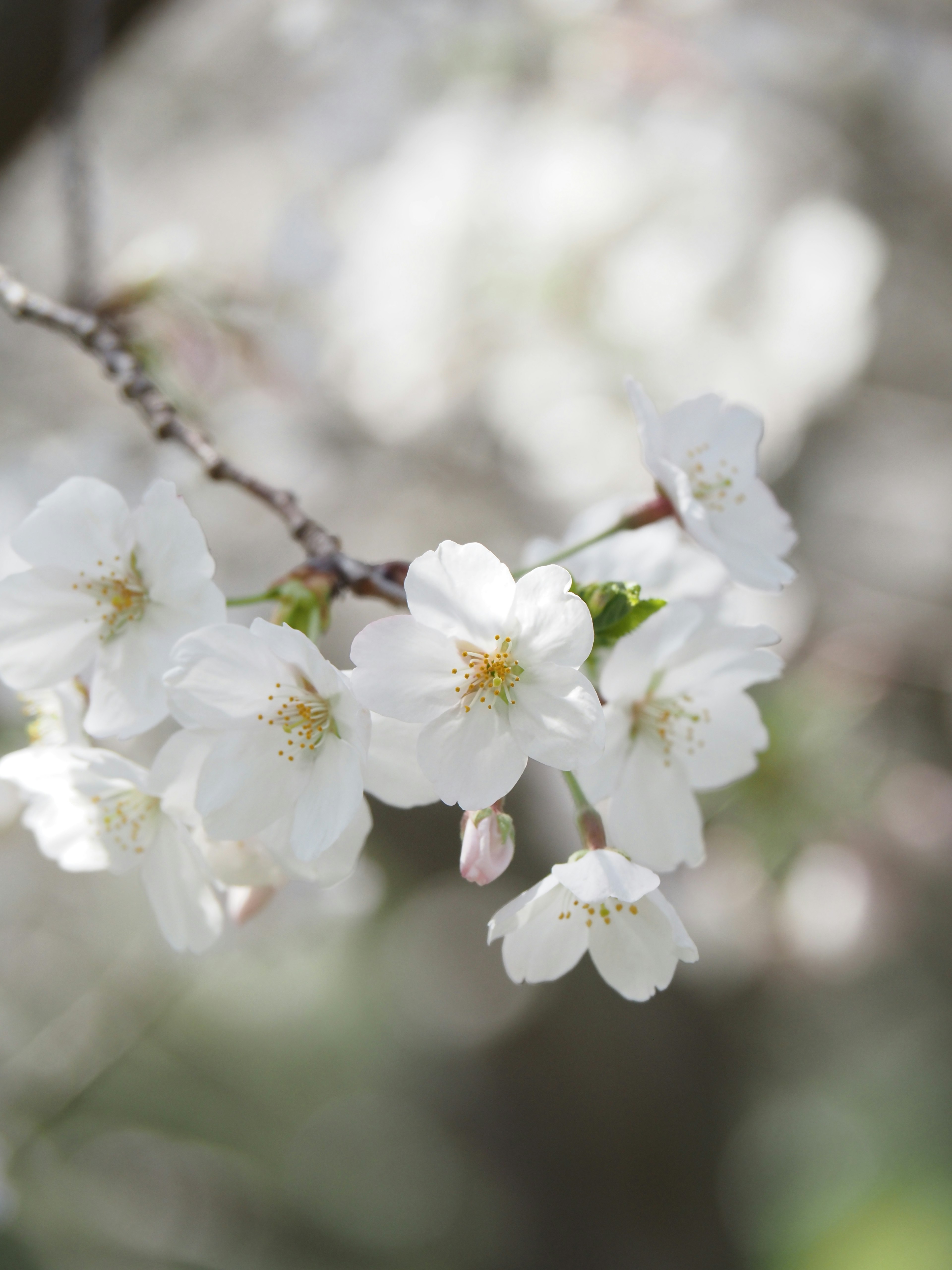 Close-up of white cherry blossom flowers on a branch