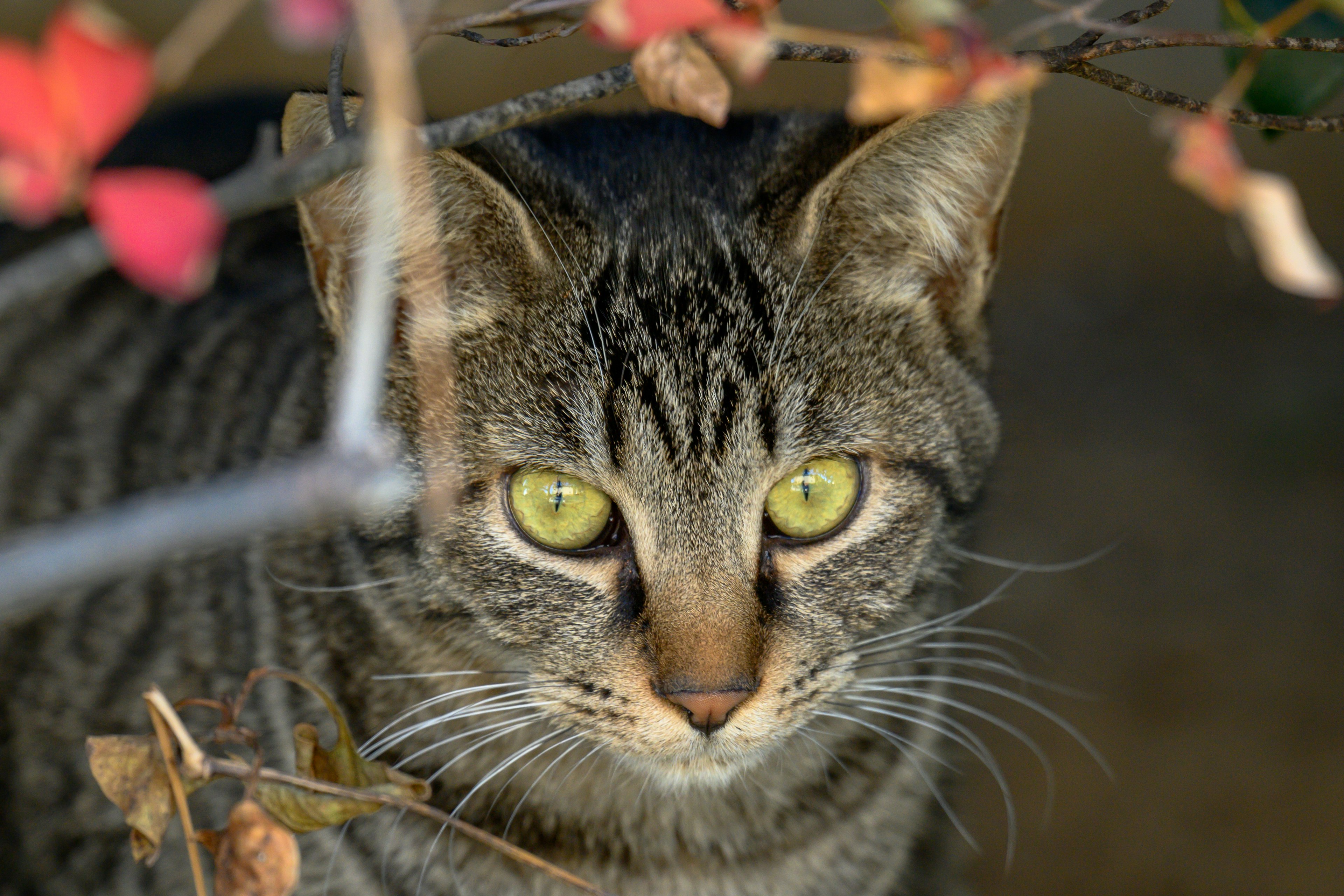 緑の目を持つ灰色の猫が葉の間から見つめている