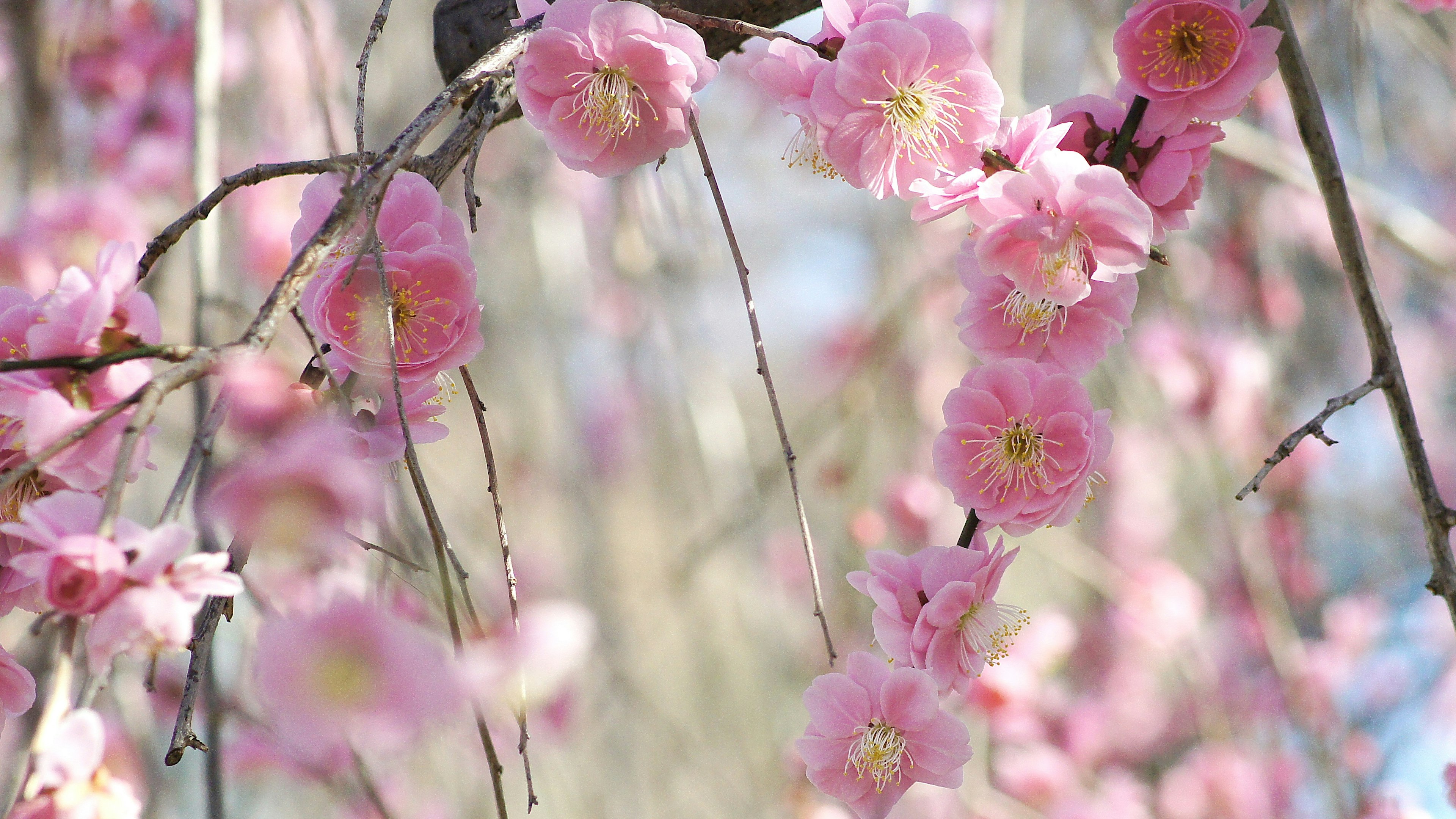 Gros plan de branches avec des fleurs roses douces