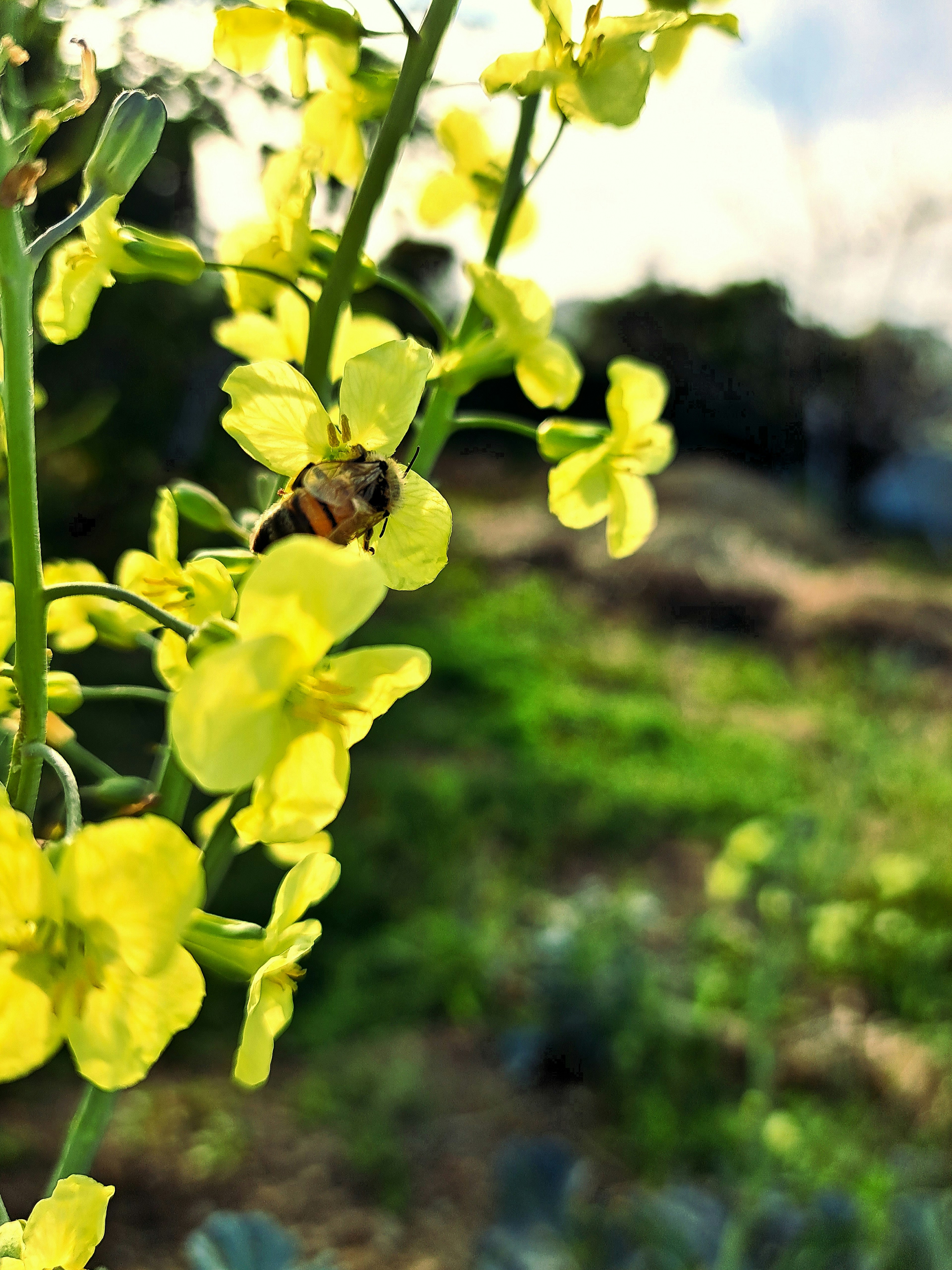 Primer plano de flores amarillas con una abeja