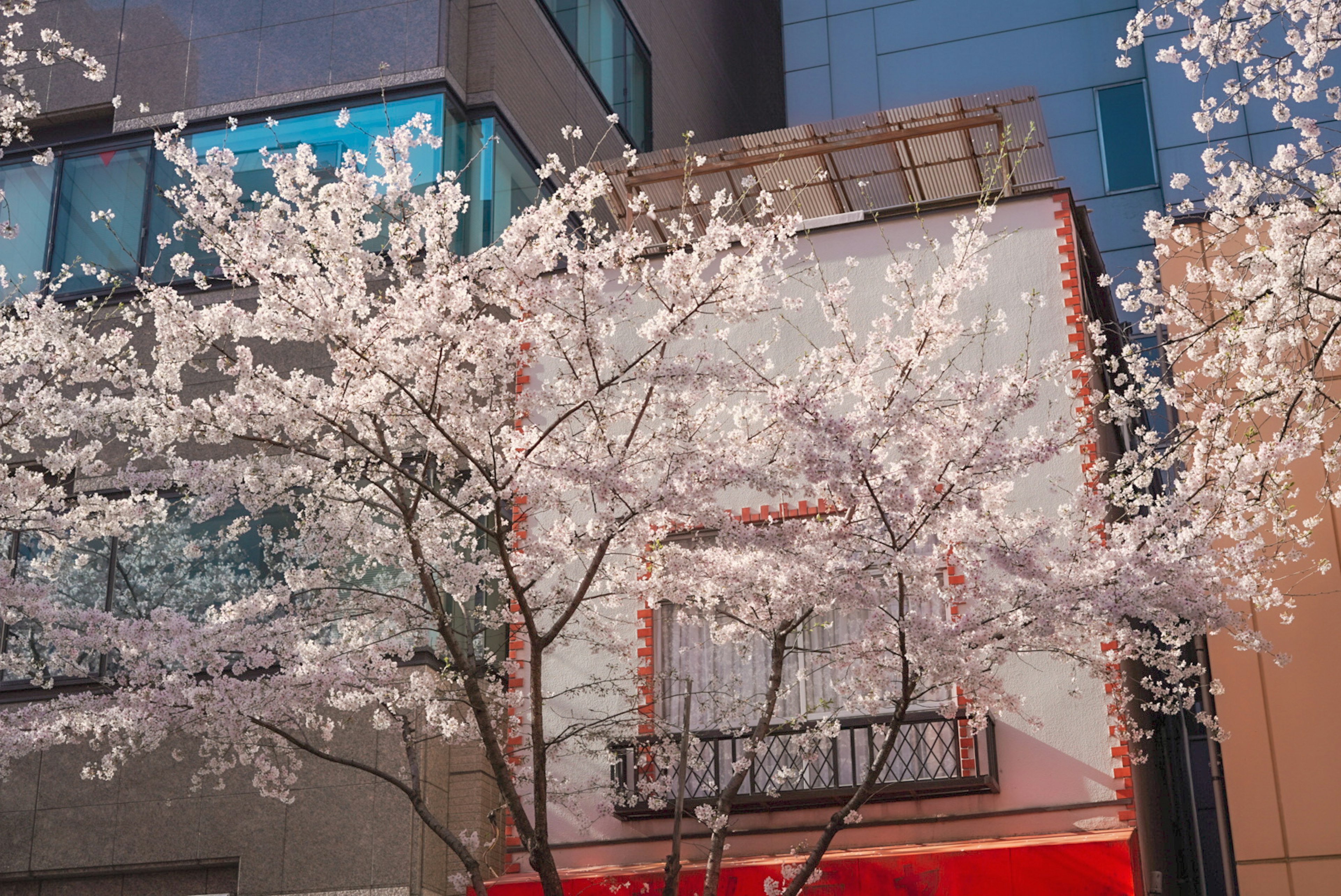 Pohon sakura yang mekar dengan gedung modern di latar belakang