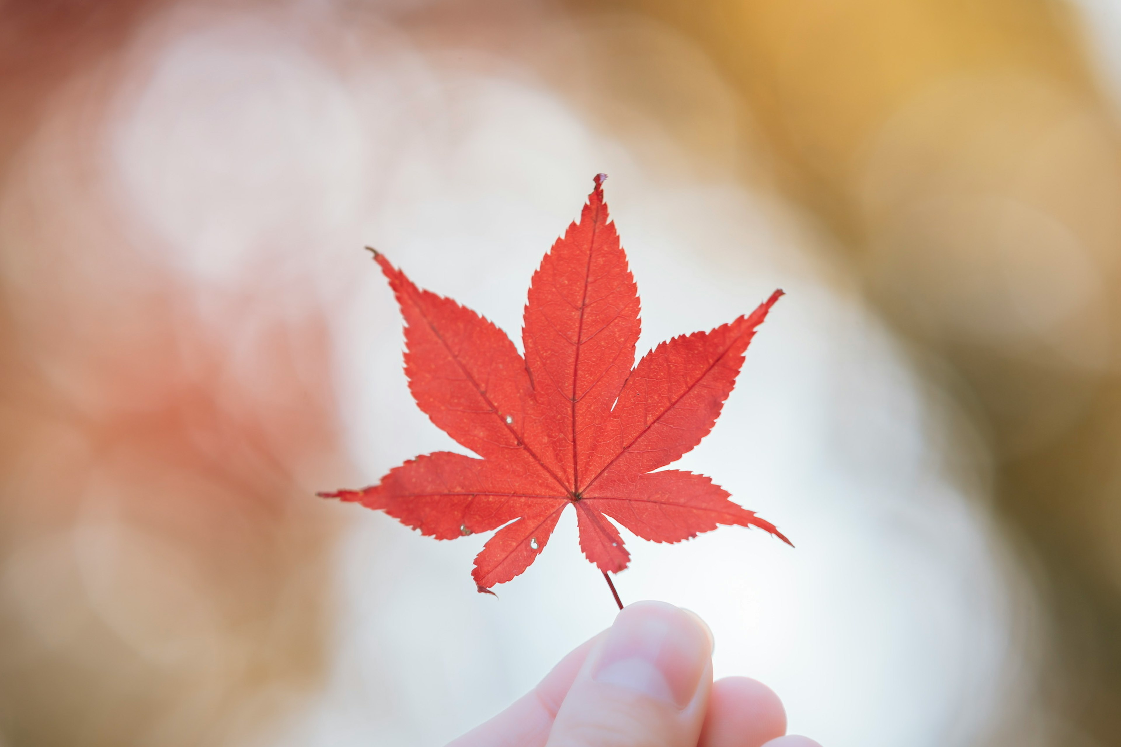 Una persona sosteniendo una hoja de arce roja vibrante