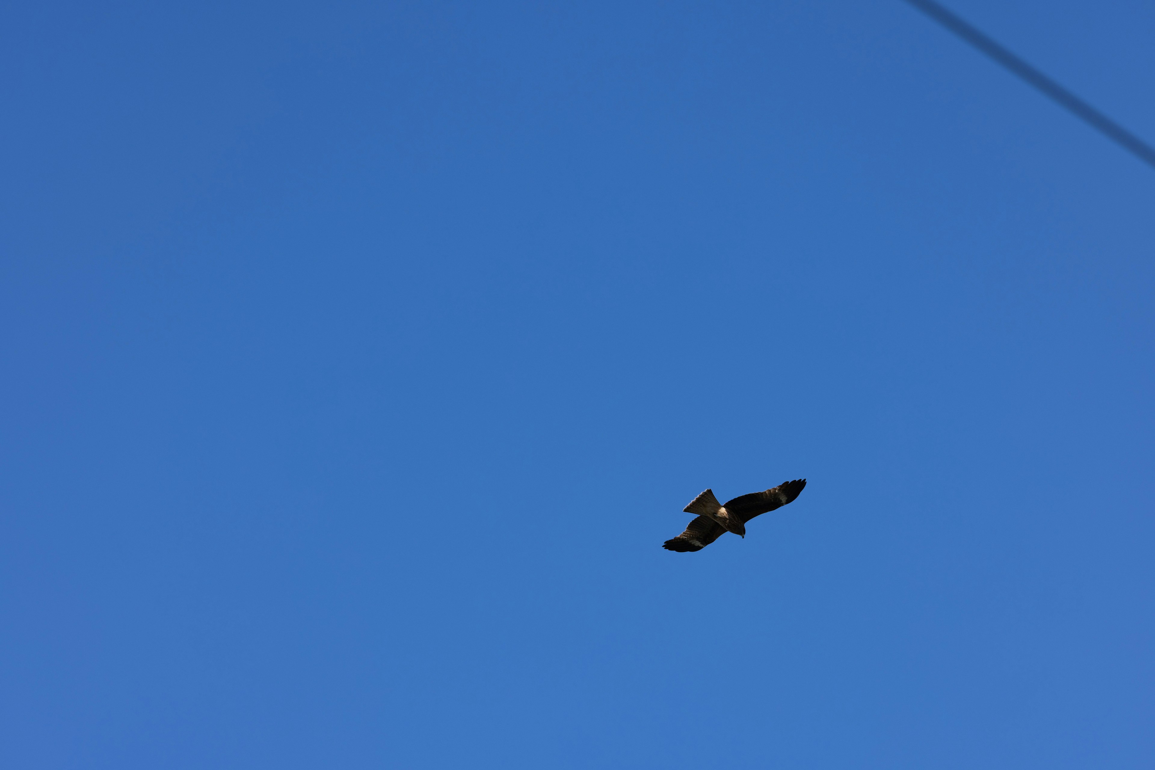 Un faucon planant contre un ciel bleu clair