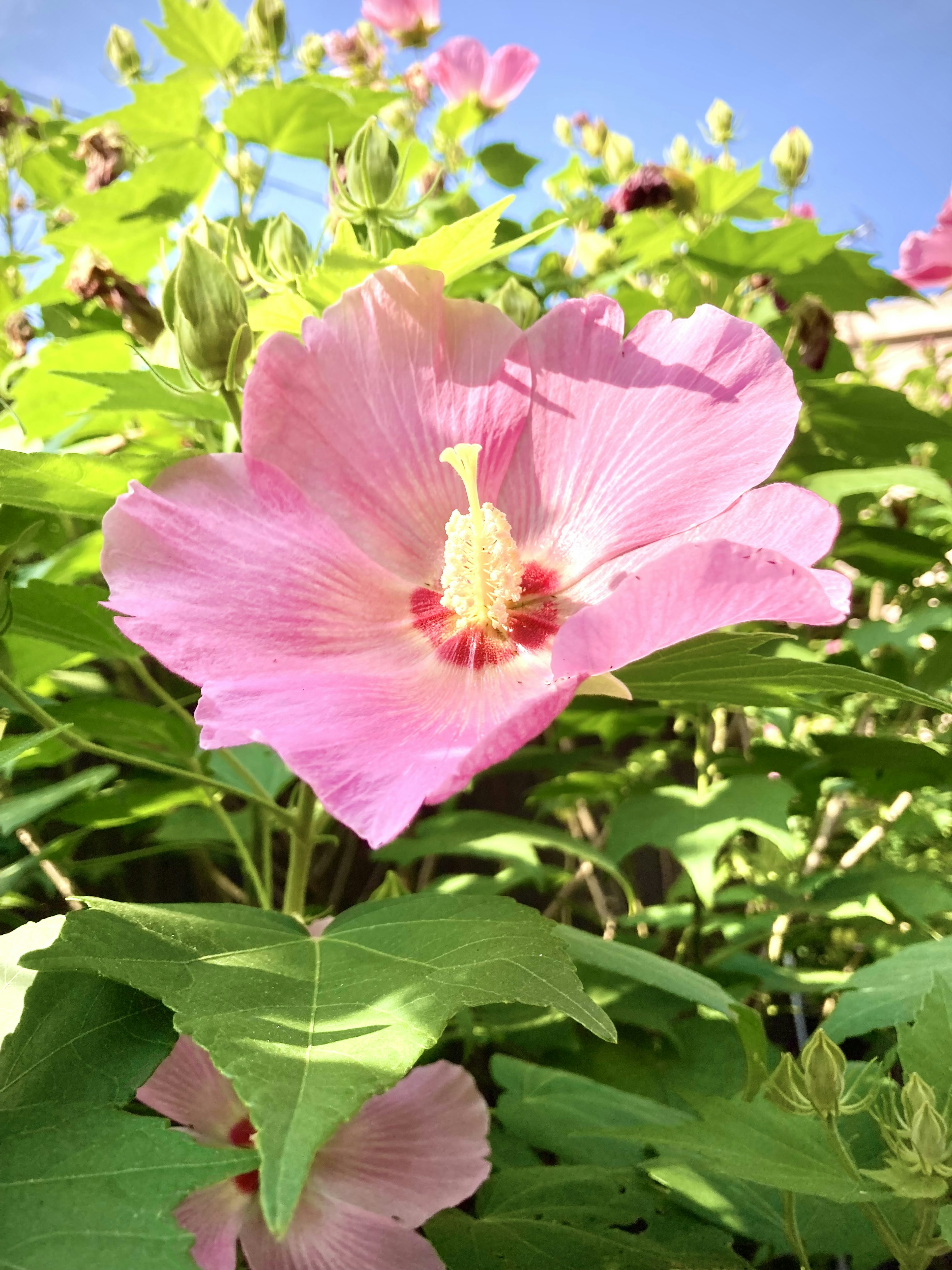 Fleur d'hibiscus rose fleurissant sous un ciel bleu entourée de feuilles vertes