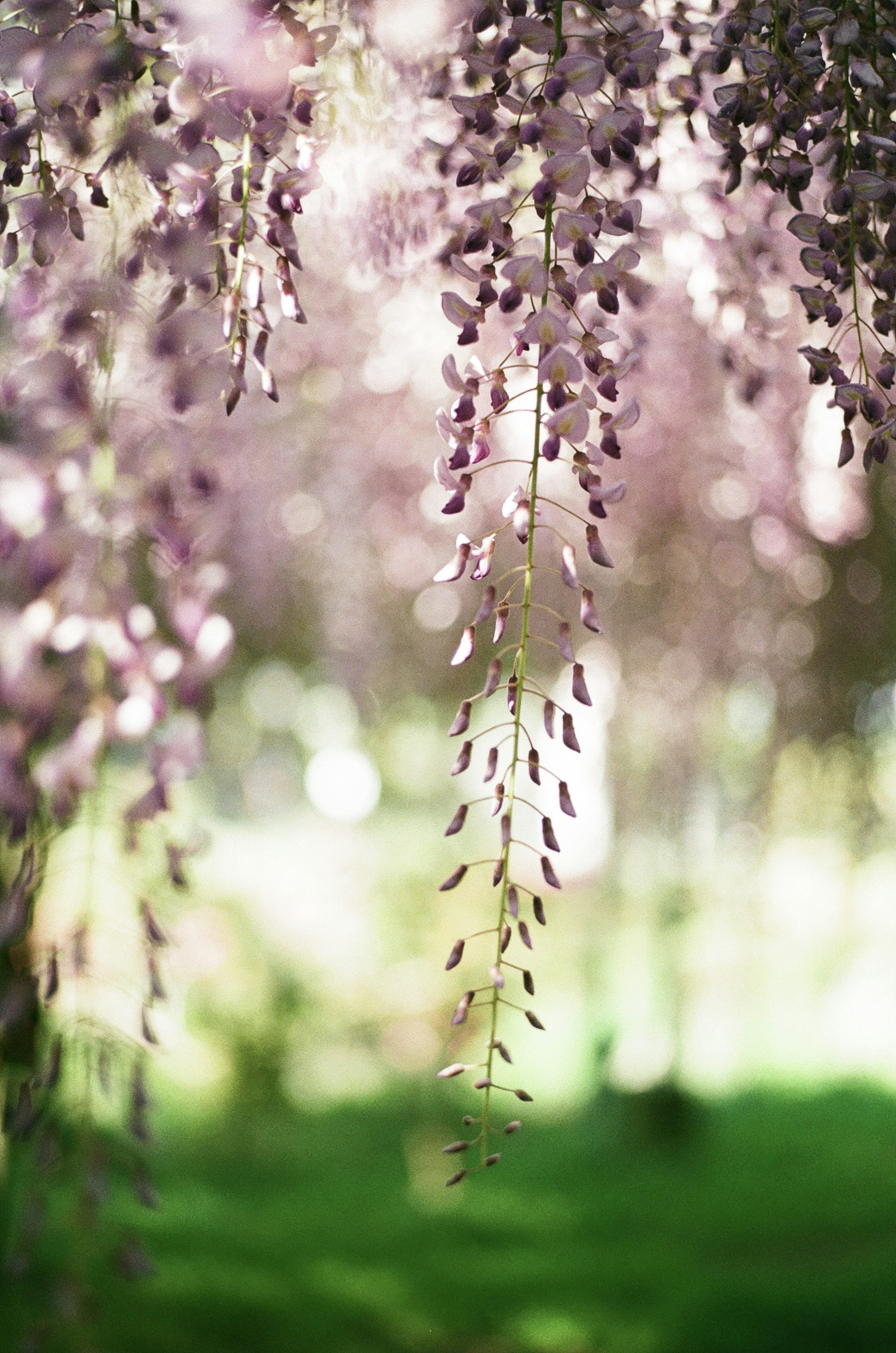 Schöne Szene mit hängenden helllila Wisteria-Blüten