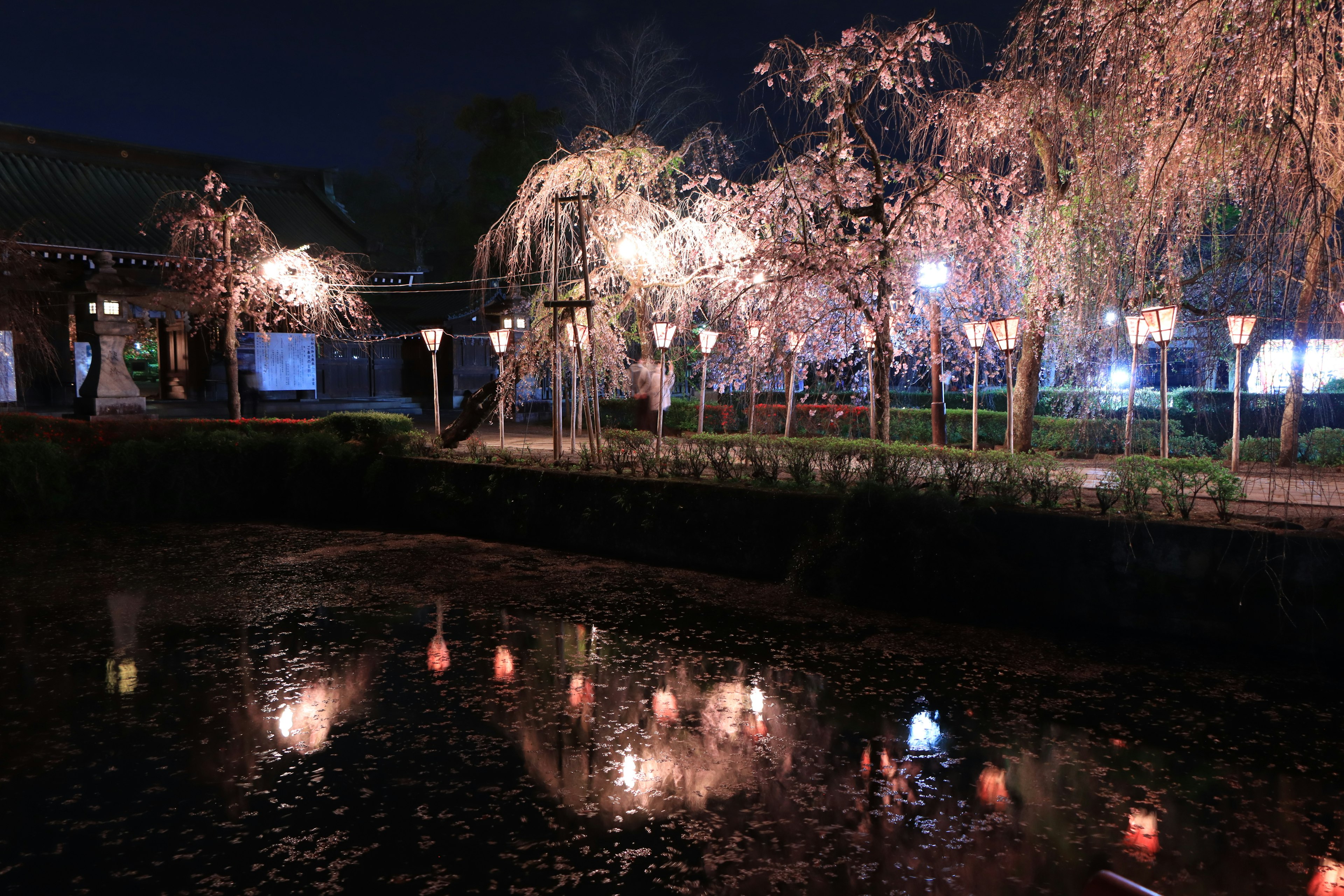 Vista notturna di alberi di ciliegio e lanterne illuminate che si riflettono in uno stagno