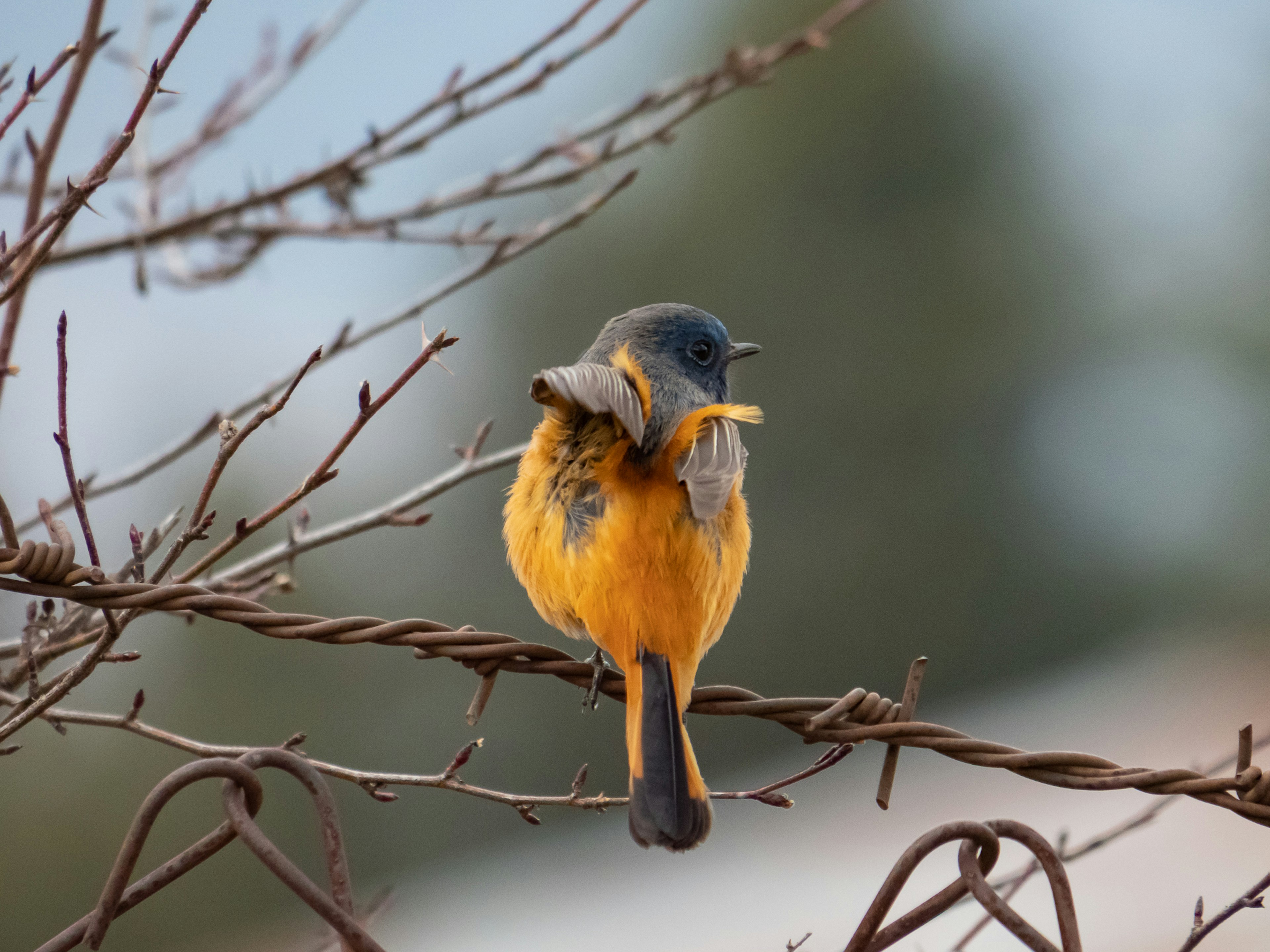 Ein leuchtend orangefarbener Vogel sitzt auf einem Ast und hält ein Insekt im Schnabel