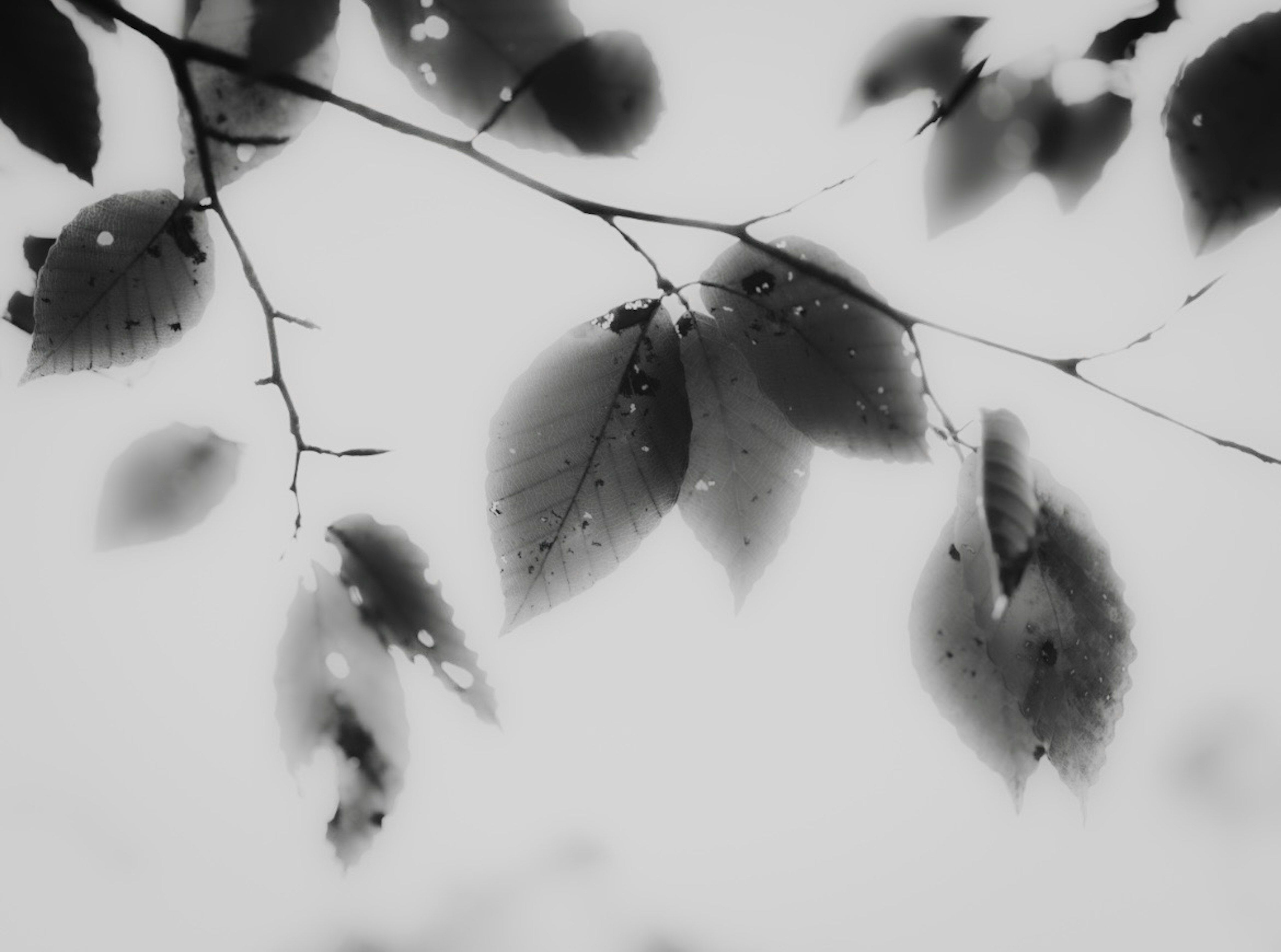 Silhouette of leaves with droplets against a white background