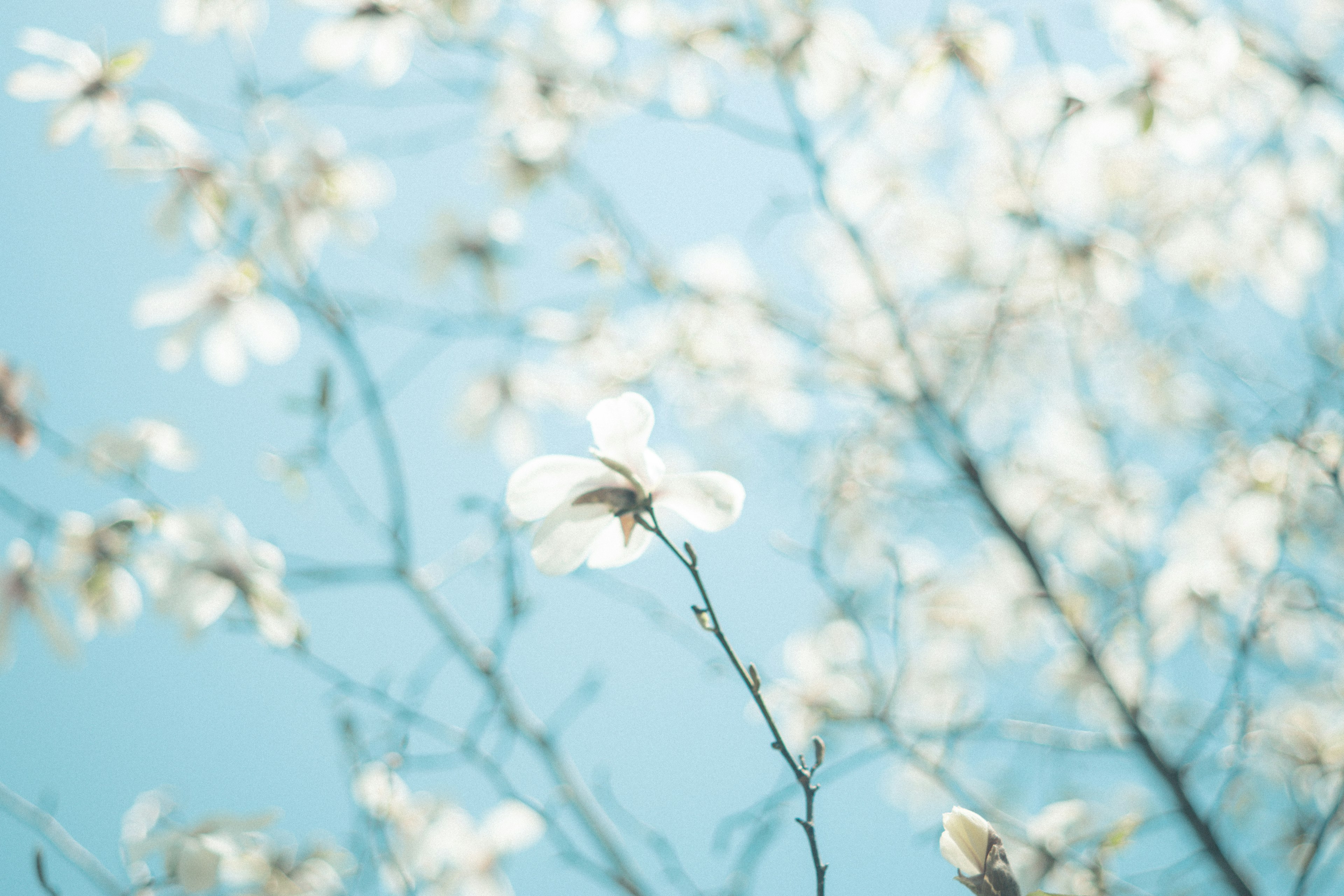 Nahaufnahme von weißen Blüten an Zweigen vor blauem Himmel