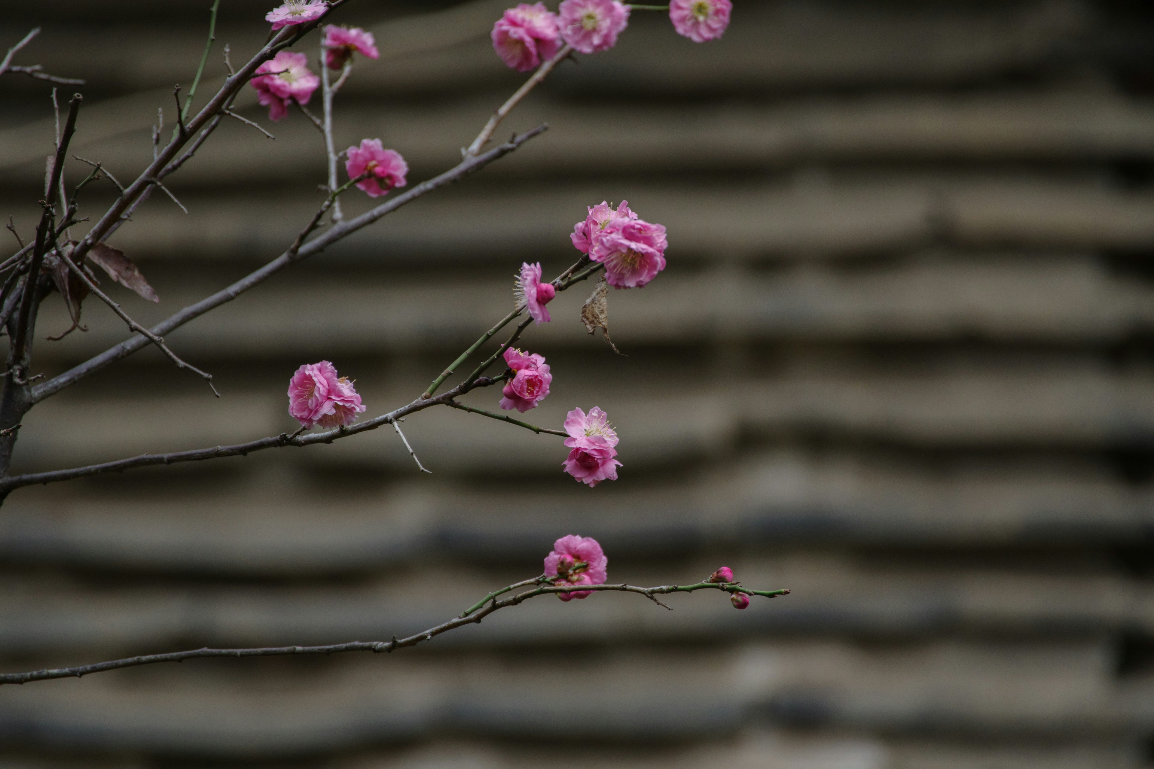 Zarte rosa Blumen blühen an einem Zweig vor einem strukturierten Hintergrund