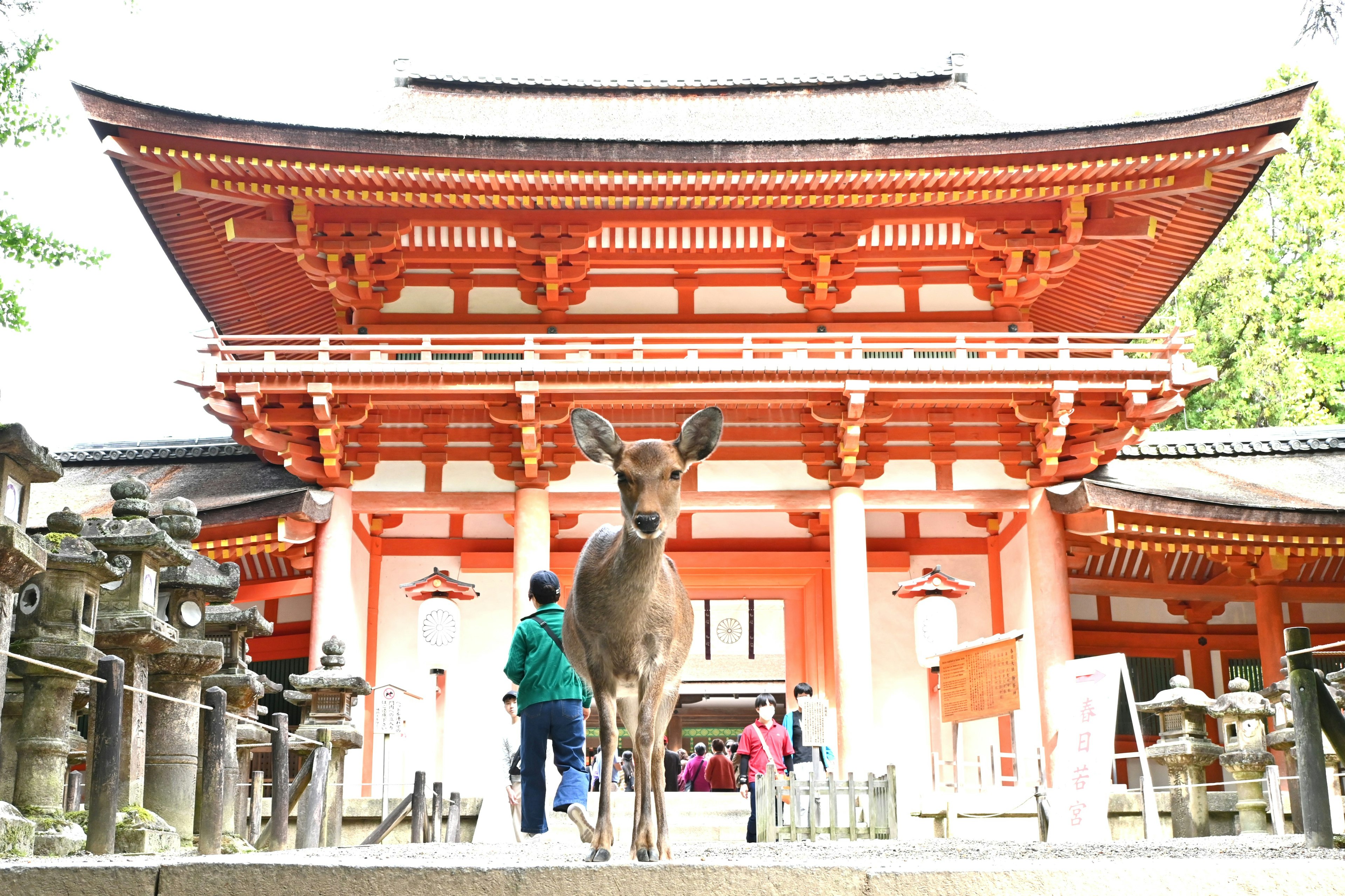 一隻鹿站在神社前面