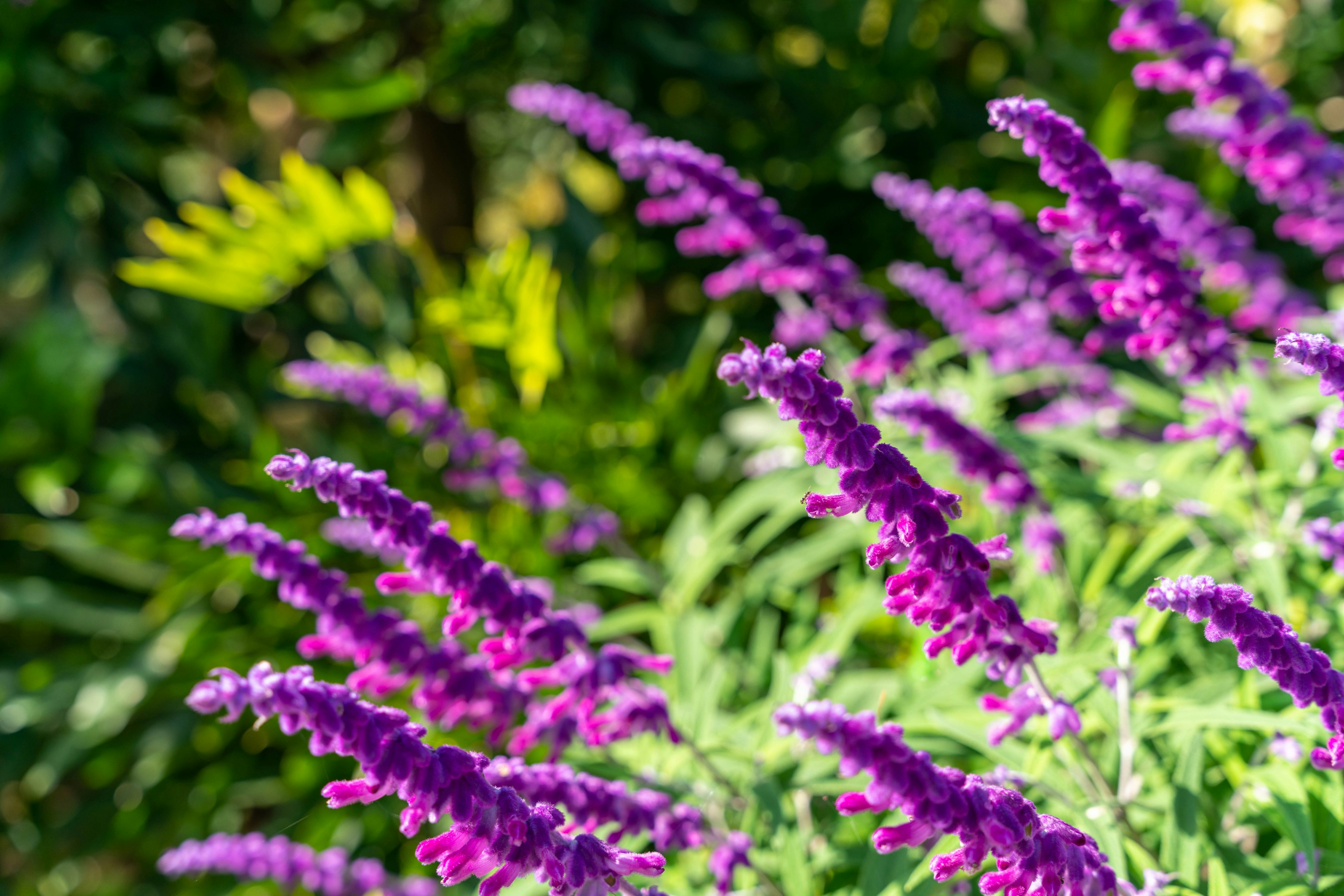 Close-up of vibrant purple flowers with green foliage in the background