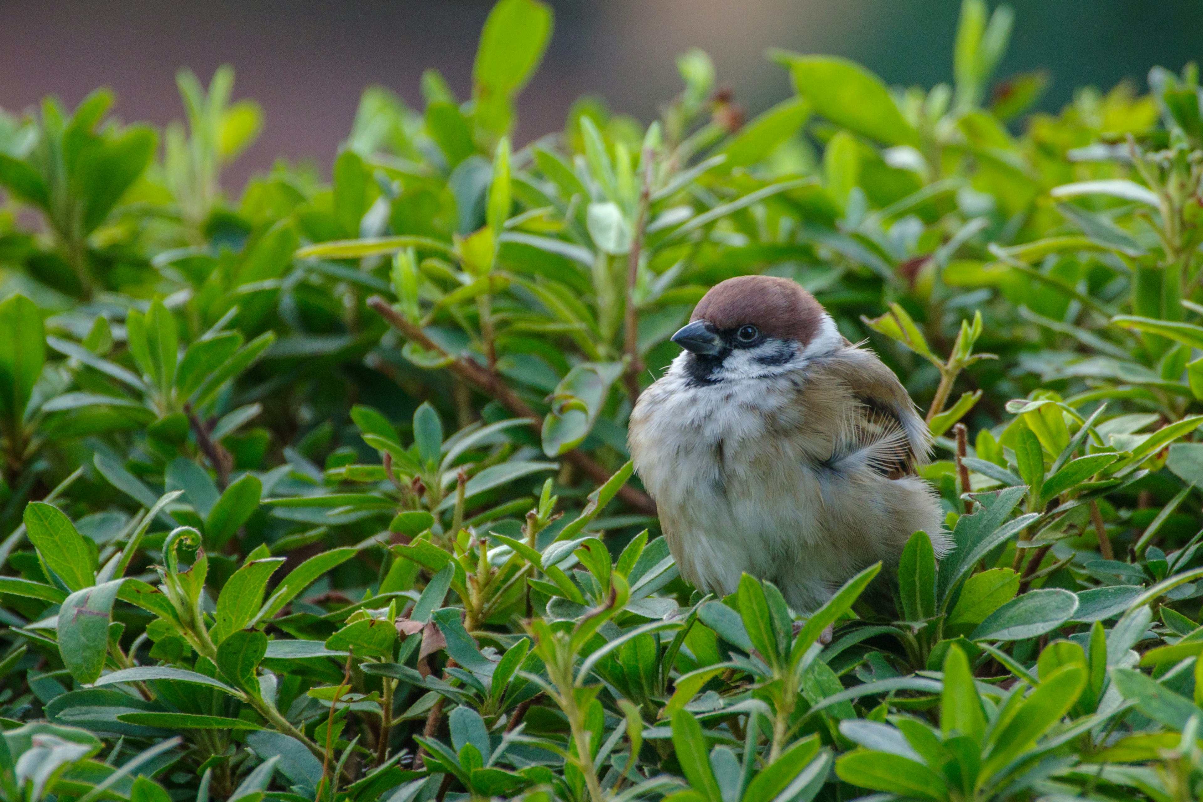 Acercamiento de un pequeño pájaro entre hojas verdes