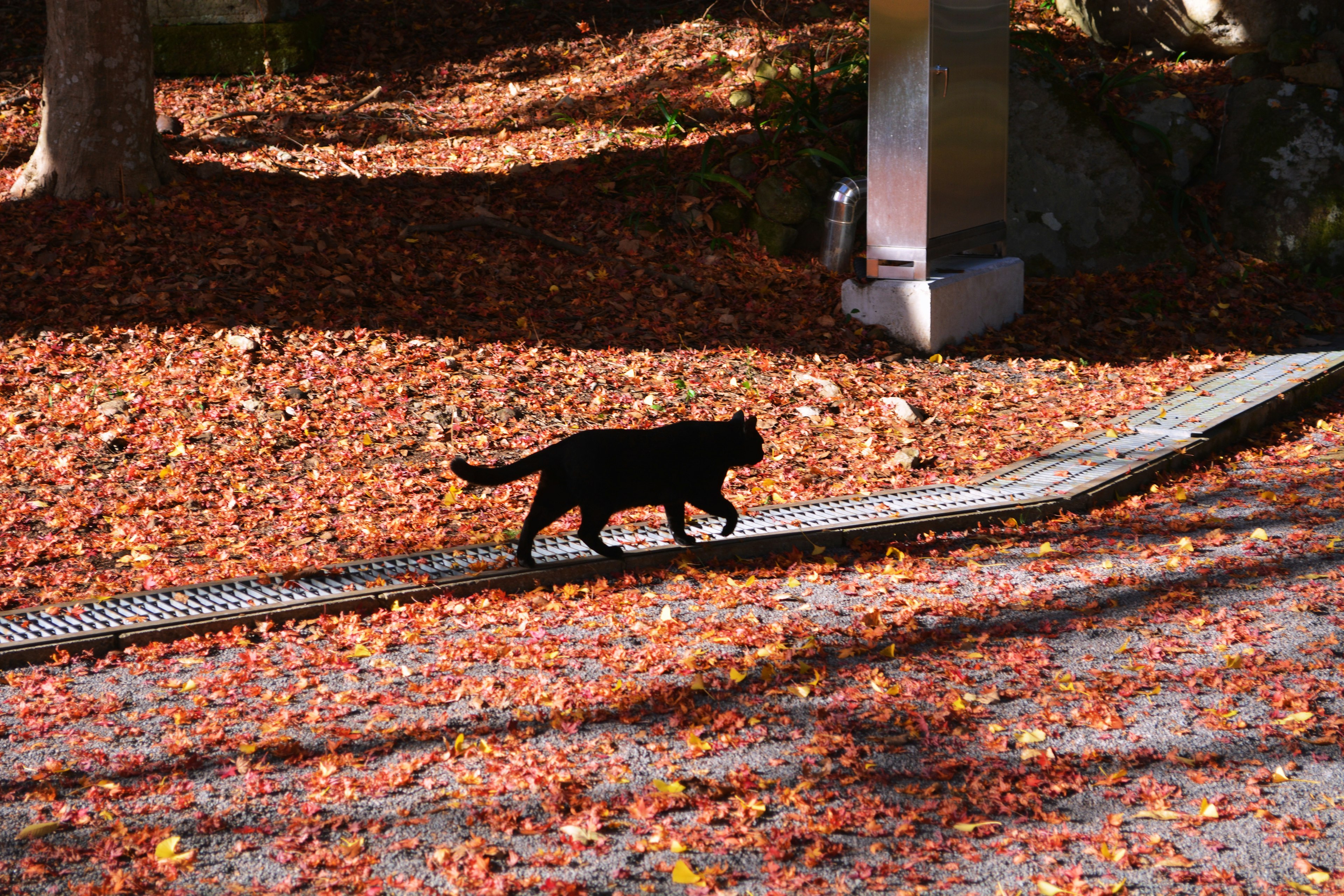 秋の落ち葉の上を歩く黒い猫のシルエット