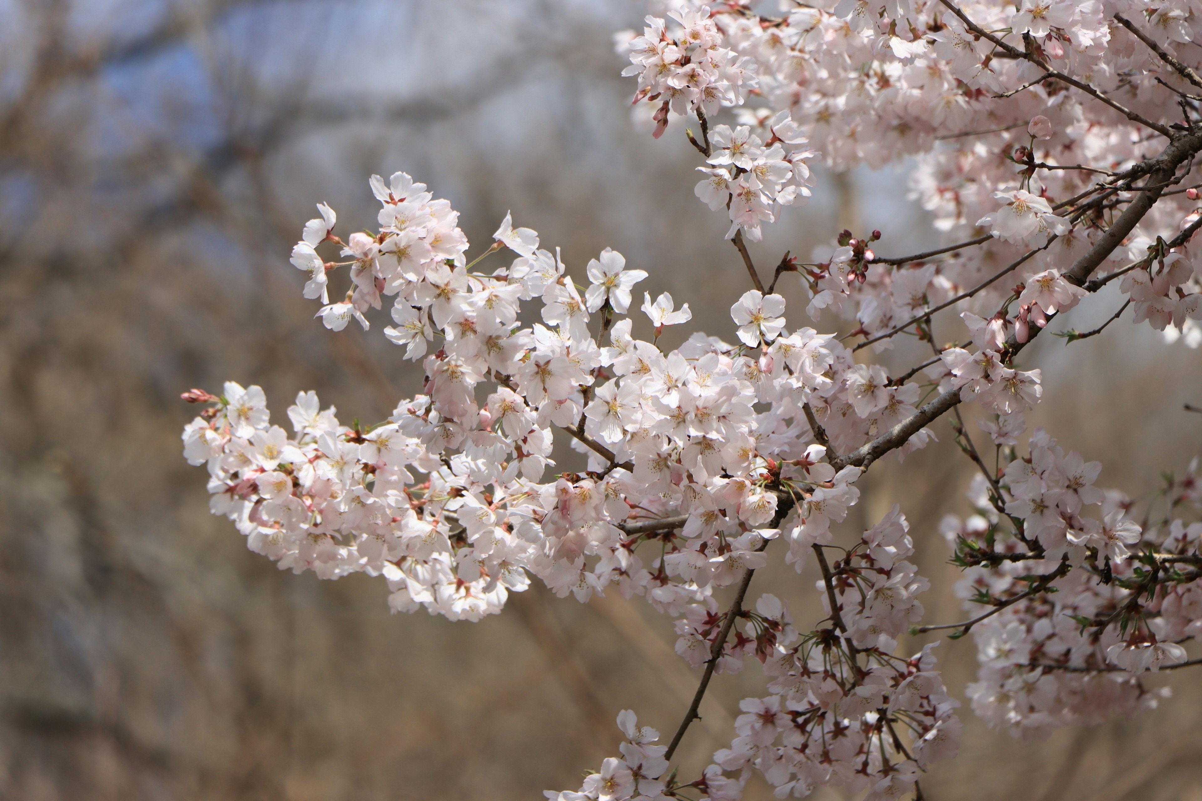 Close-up of cherry blossom branches in bloom